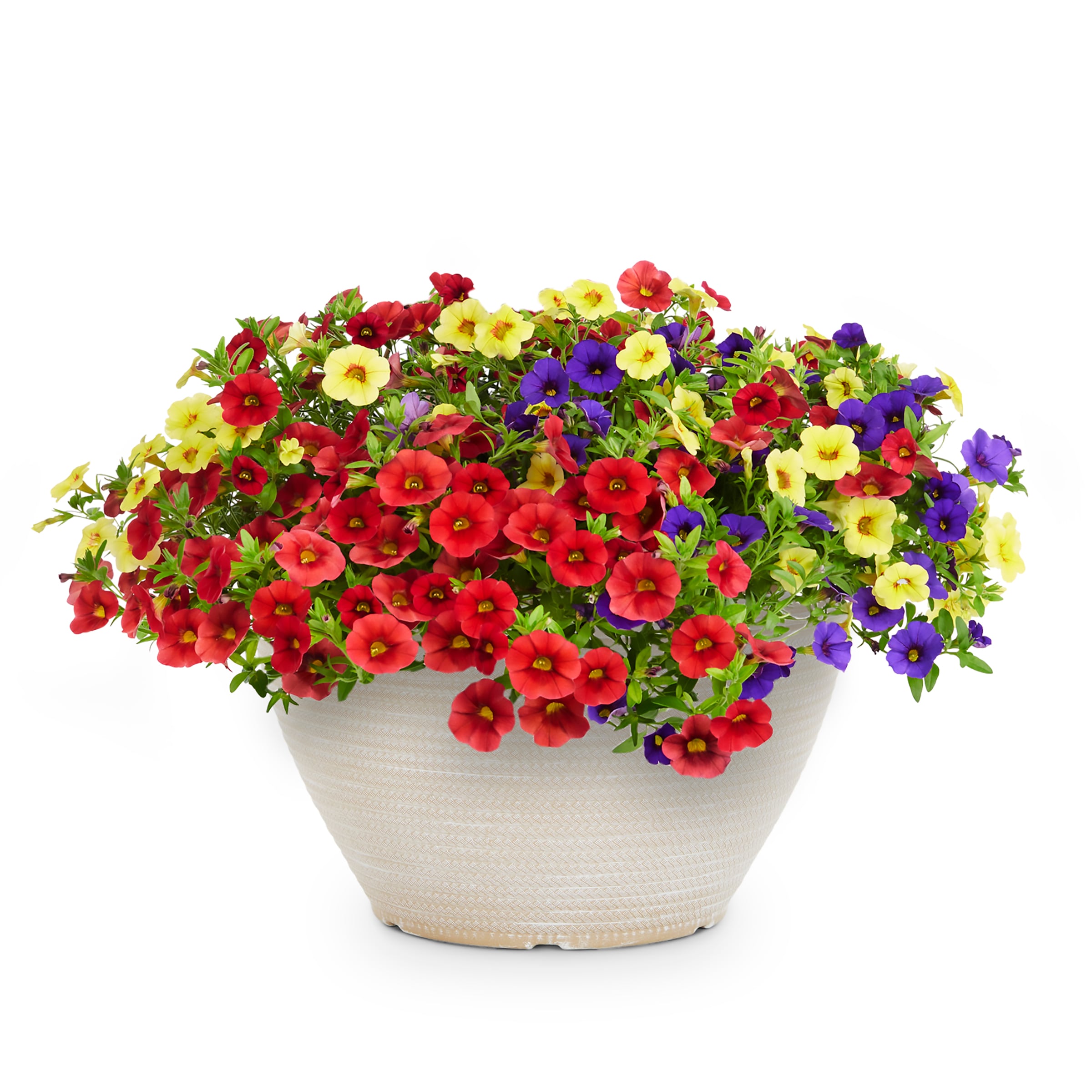 Lowe's NURSERY Multicolor Calibrachoa in 2 Gallon(s) 1 -Pack