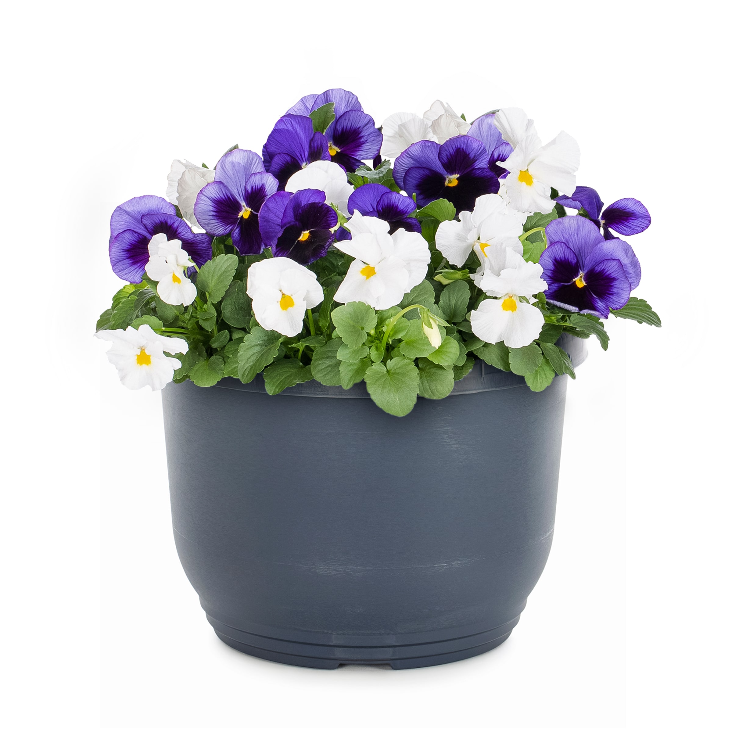 Lowe's Multicolor Pansy in 1.75-Gallon Planter in the Annuals ...