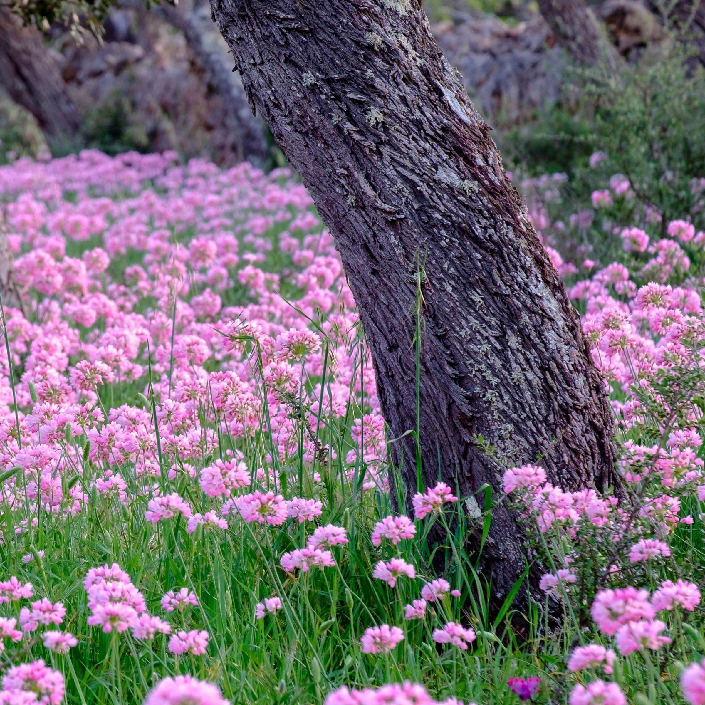 National Plant Network LW0127 Plant-Bulbs - View #6