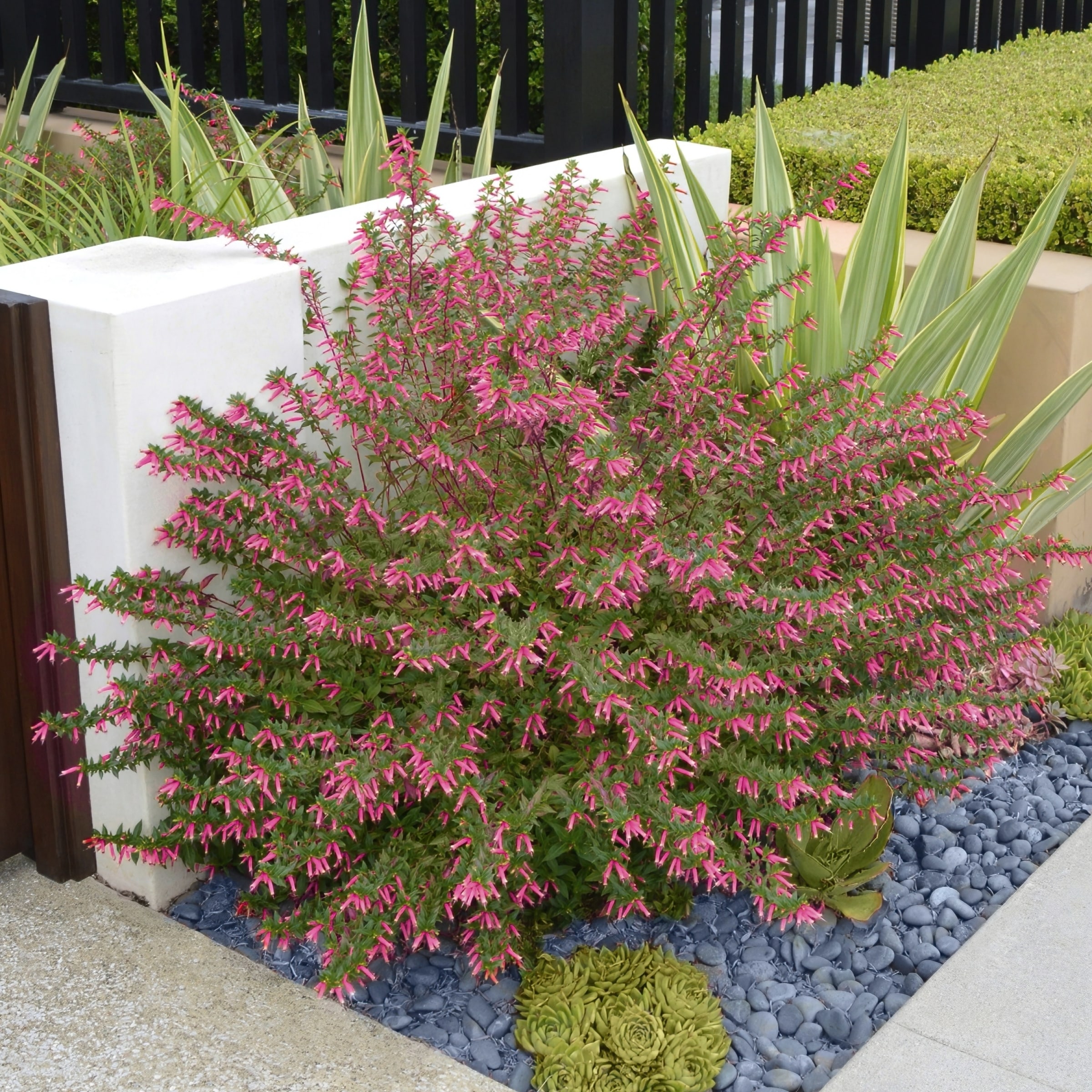 National Plant Network LW1531 perennials - View #3