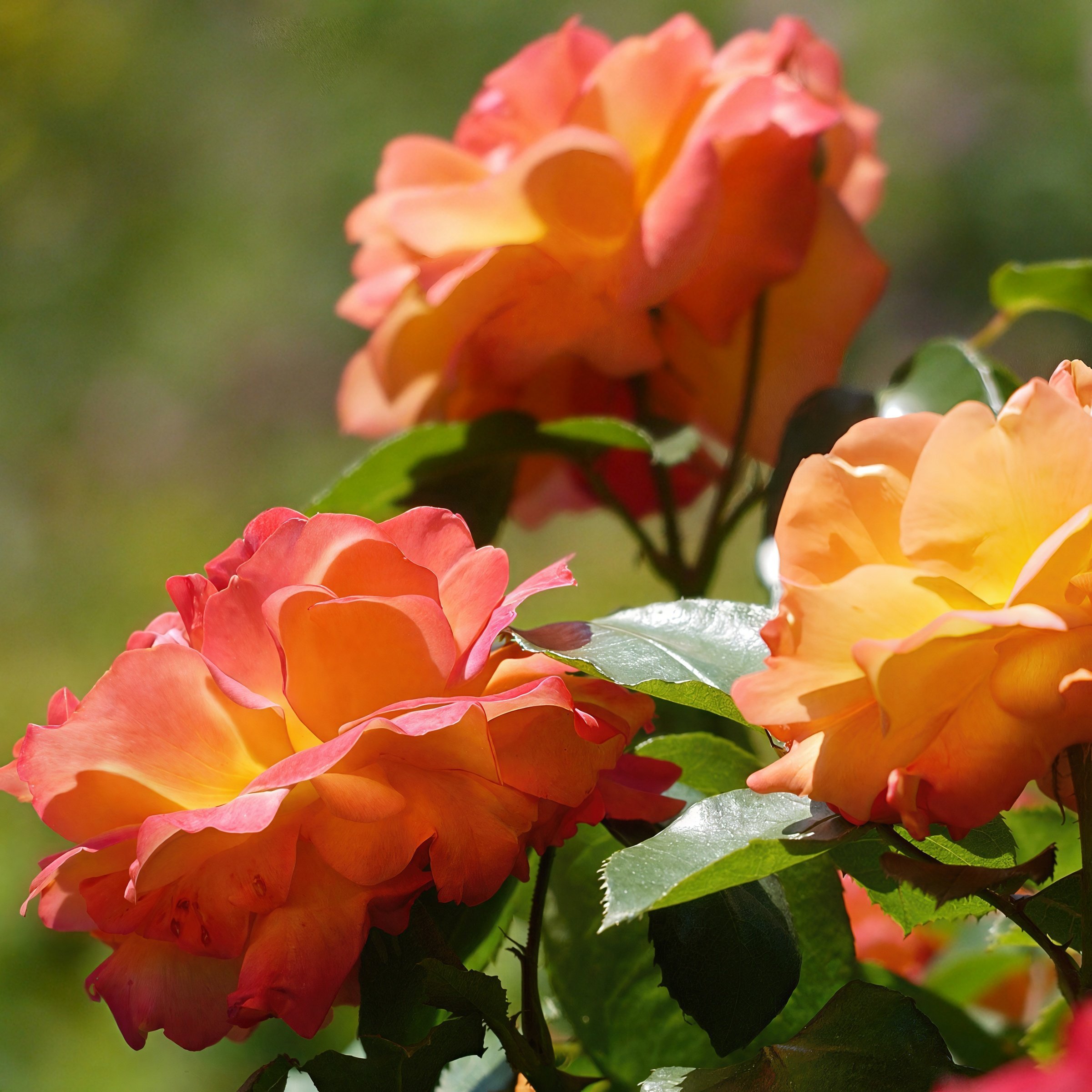 National Plant Network LW5022 roses - View #7
