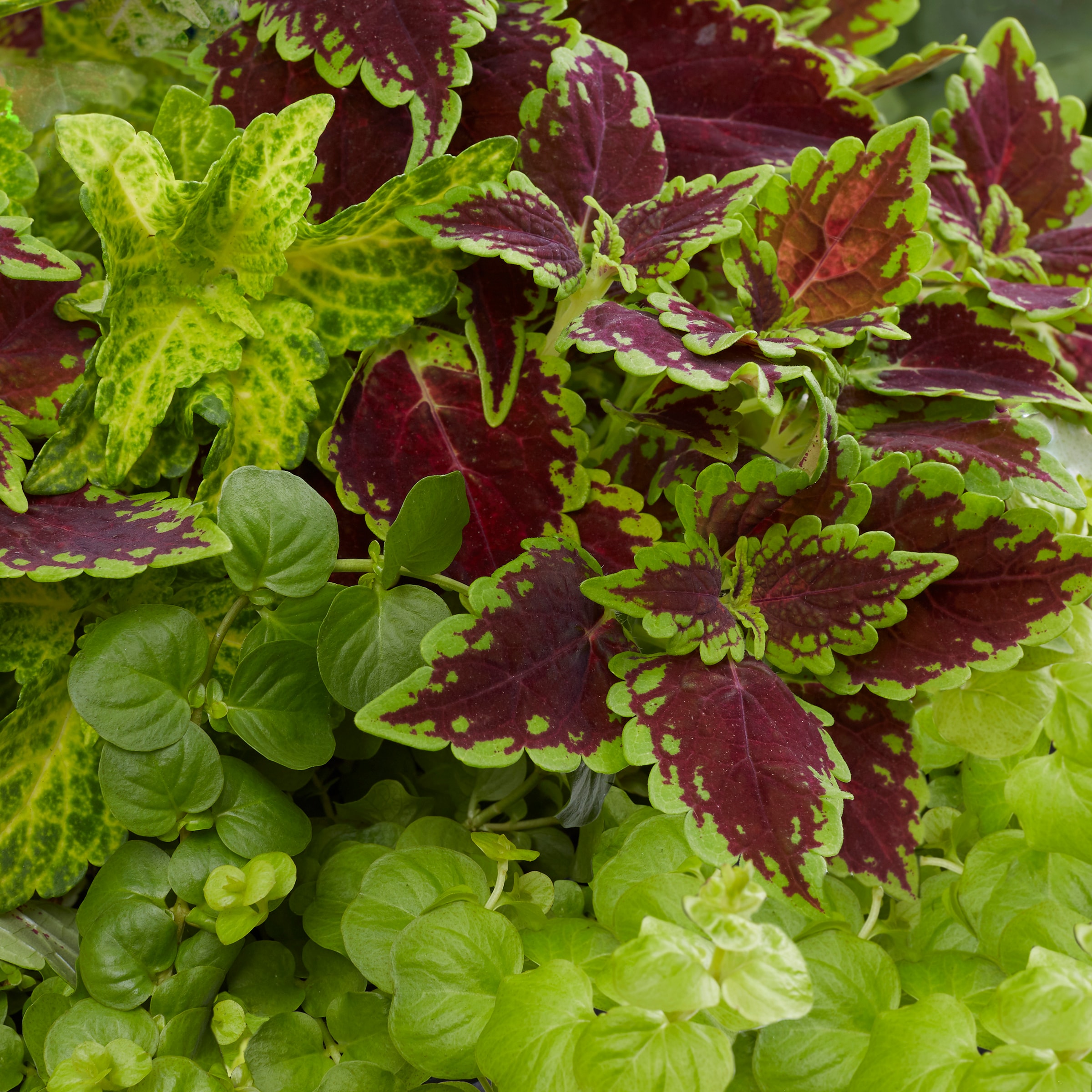 Lowe's NURSERY annuals - View #2