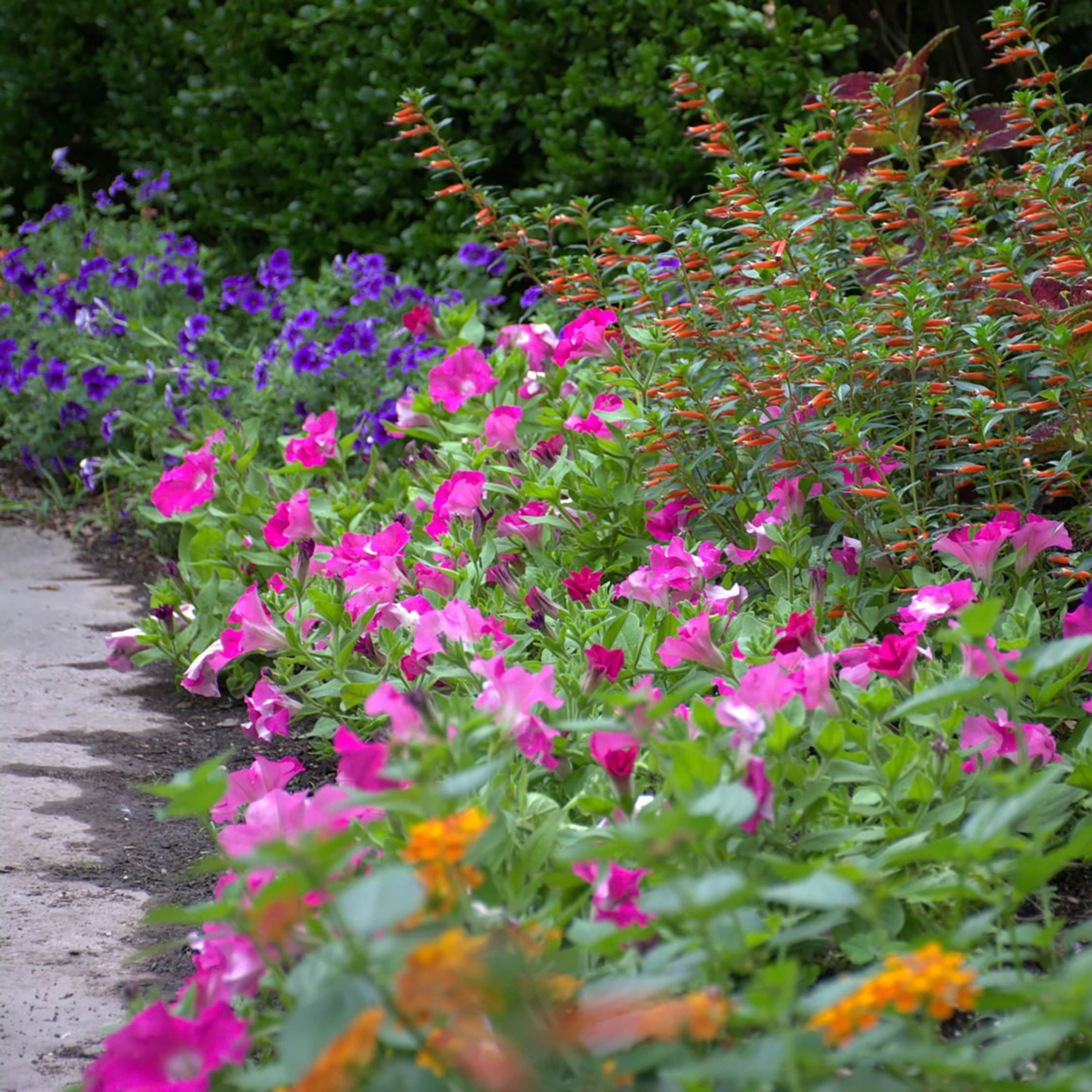 Proven Winners PHLPRW1067504 annuals - View #5