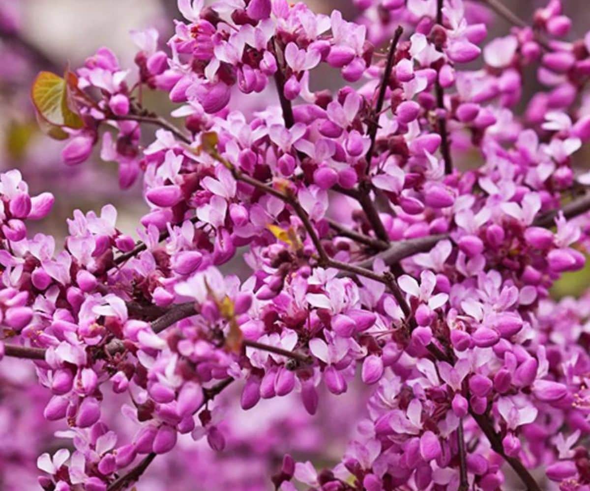 Southern Planters REDFOR07G 1 Count Purple Flowering Forest Pansy Redbud In pot (with soil)