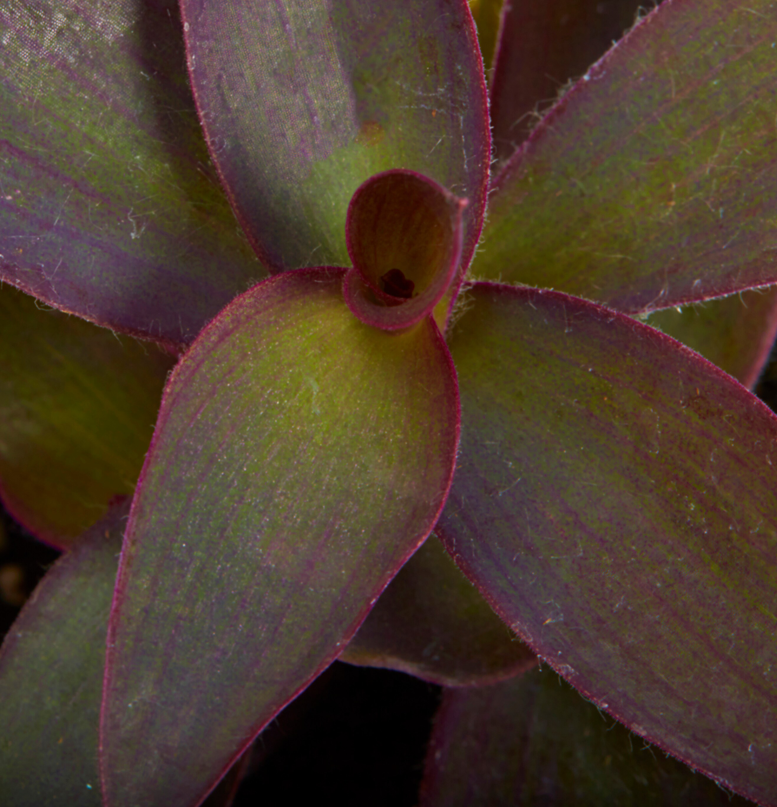 Metrolina Greenhouses 78824 annuals - View #2