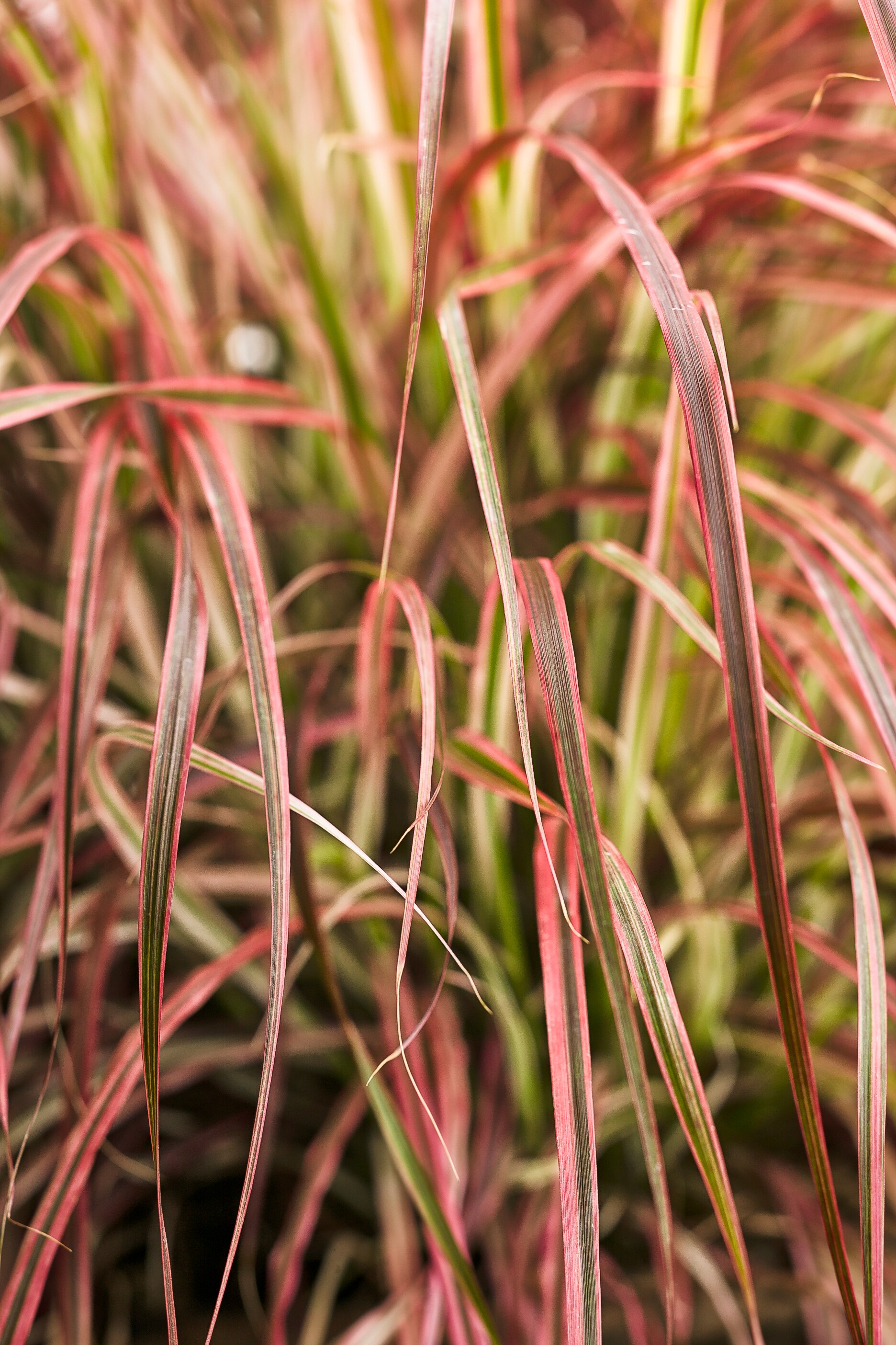 Lowe's NURSERY Bronze Fountain Grass Plant in 1 -Gallon Pot