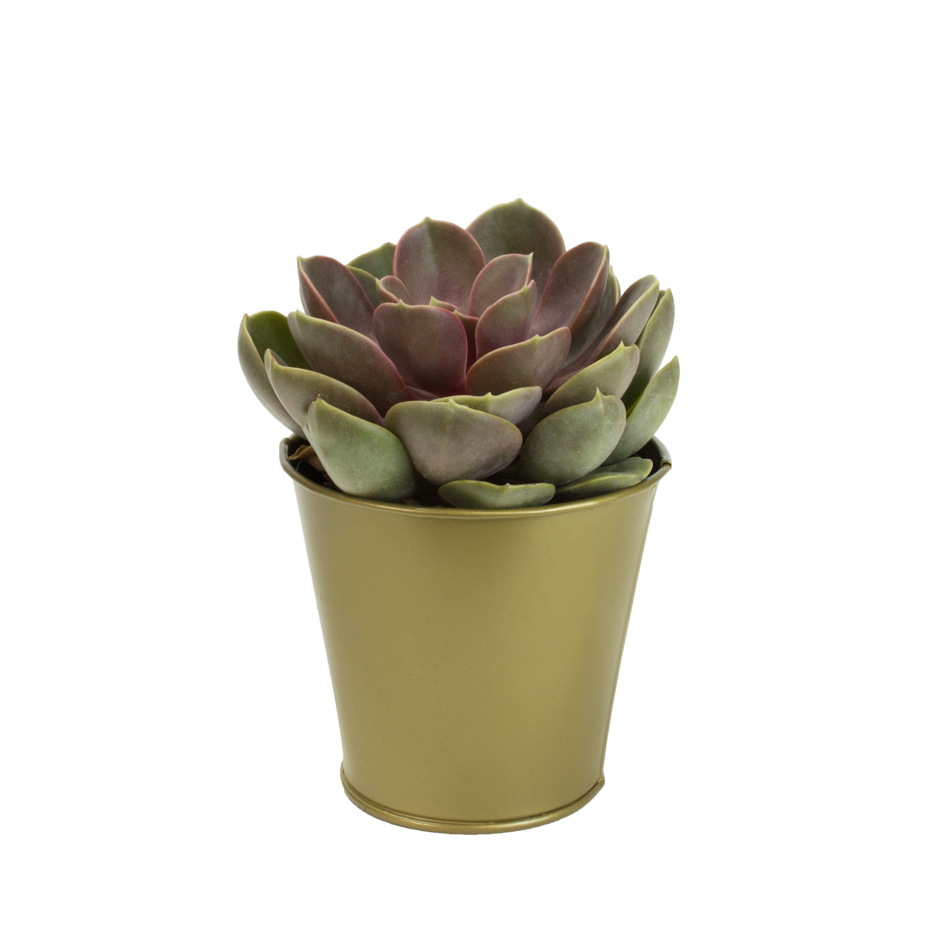 Lowe's 327683 1.0 -Pack Succulents in 11 -oz Planter