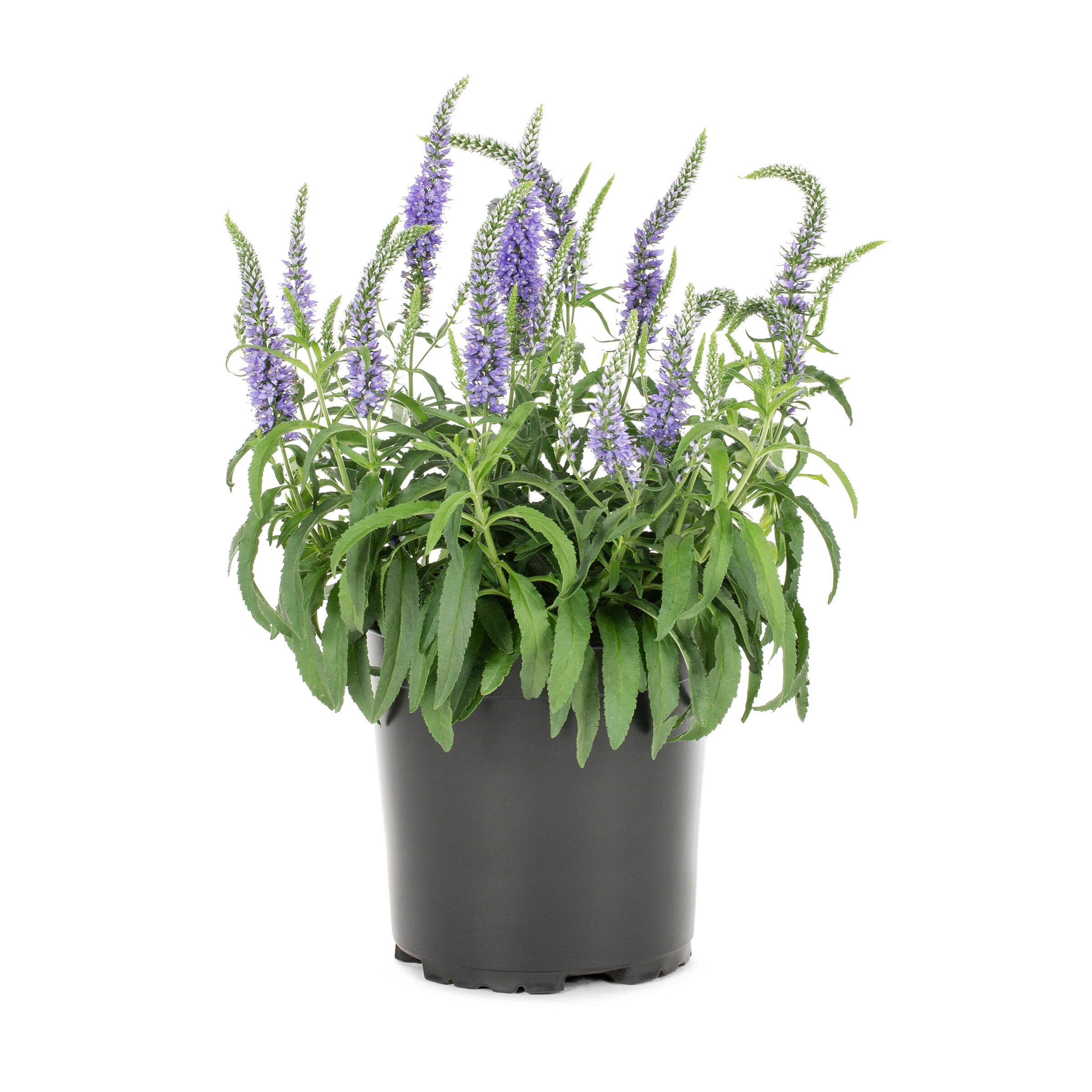 Metrolina Greenhouses Blue Veronica Plant in 2.5-Quart Pot 3-Pack in ...