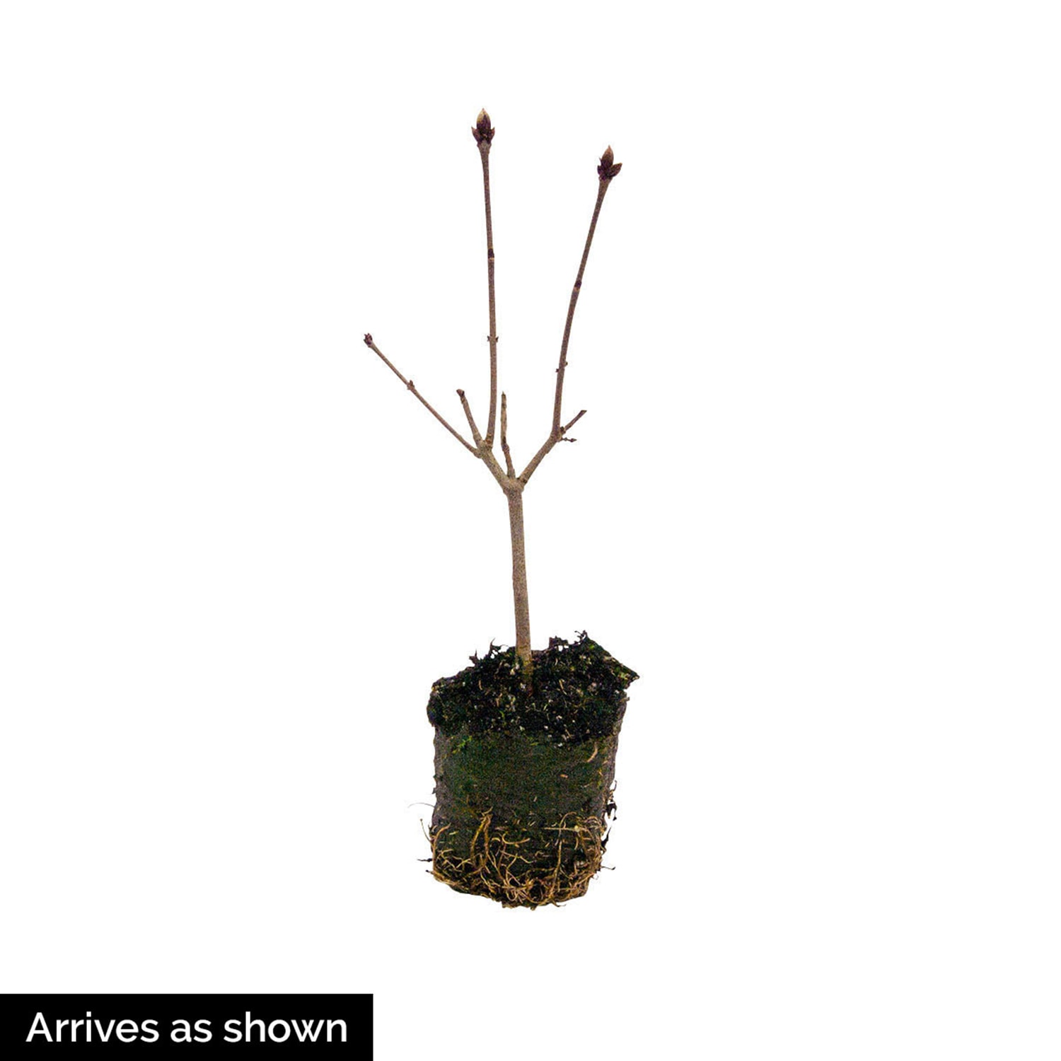 Gurney's Seed and Nursery 87633 shrubs - View #4