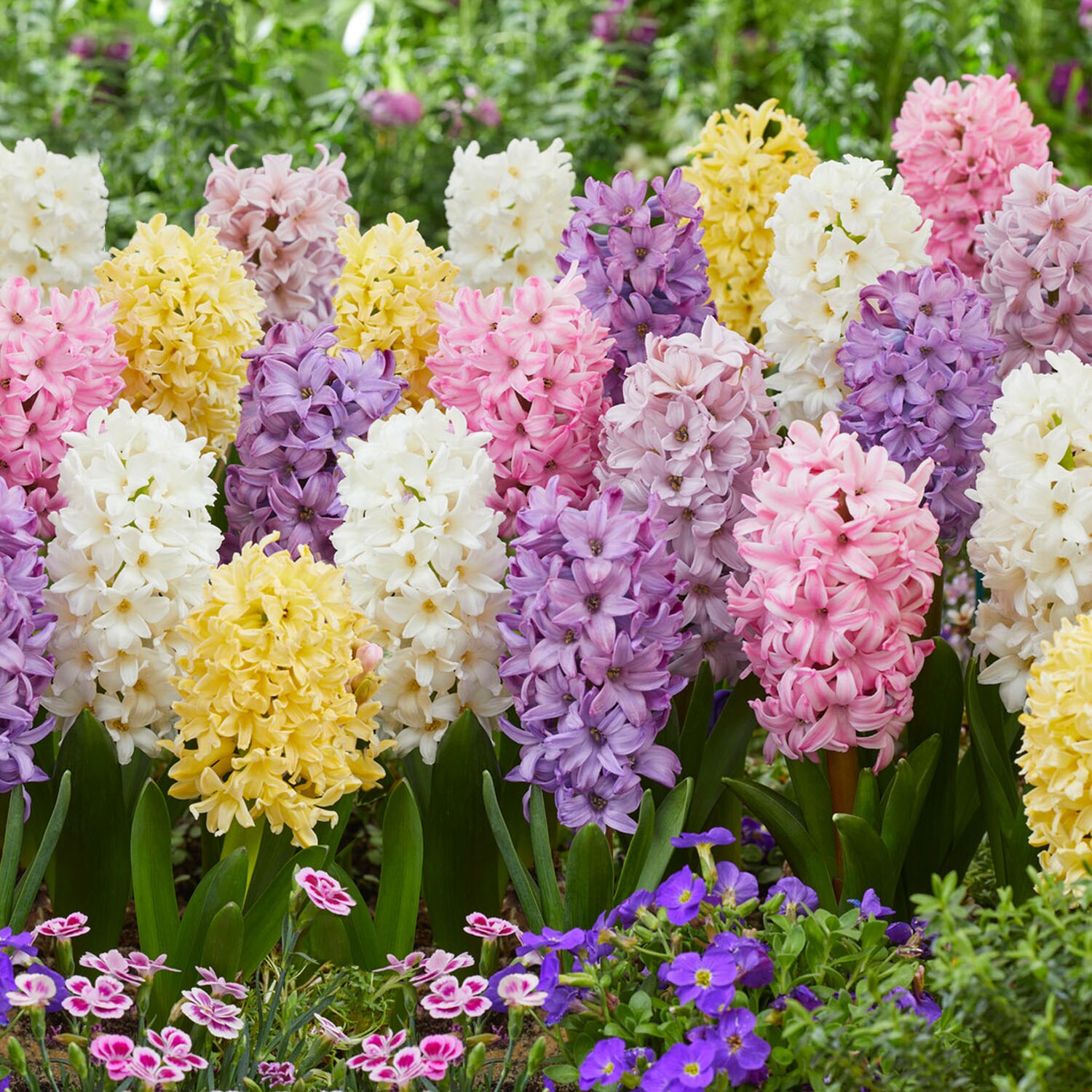 Garden State Bulb Multicolor Pastel Mix Hyacinth Flower Bulbs 50-Count ...