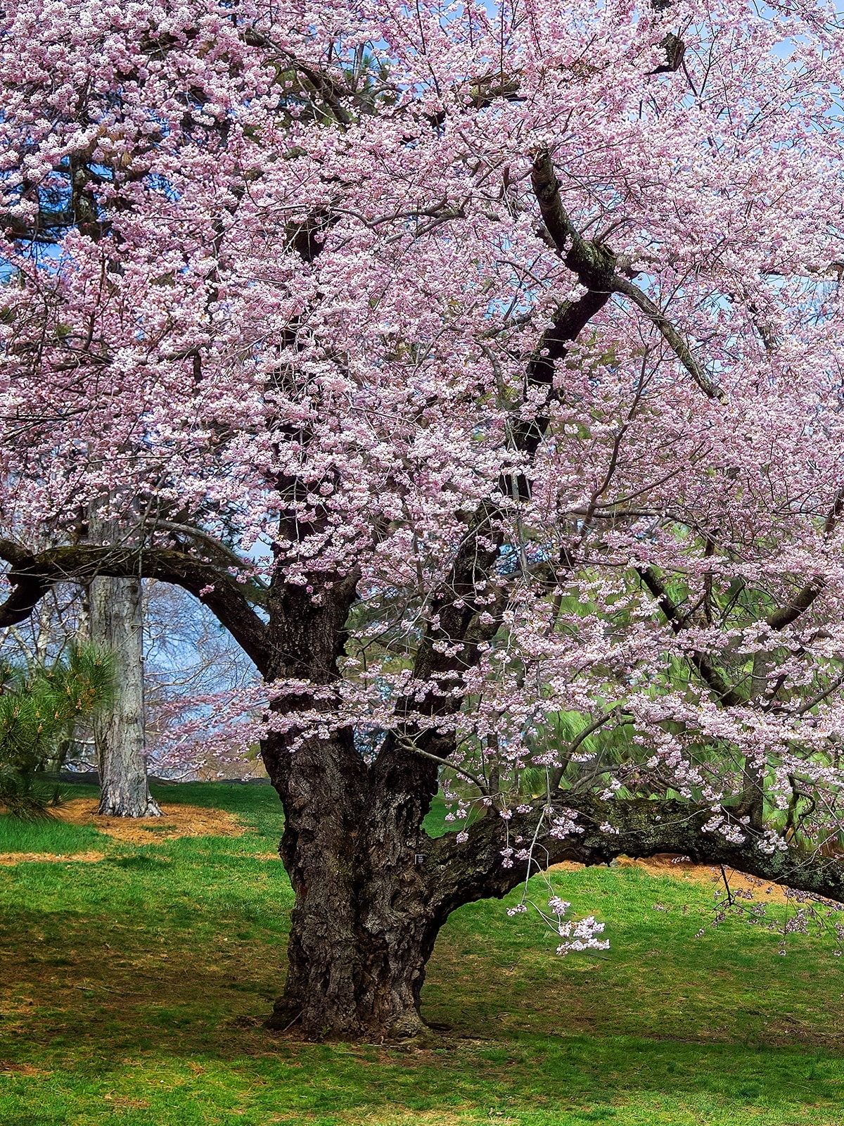 Akebono Cherry Pink Plants, Bulbs & Seeds at Lowes.com