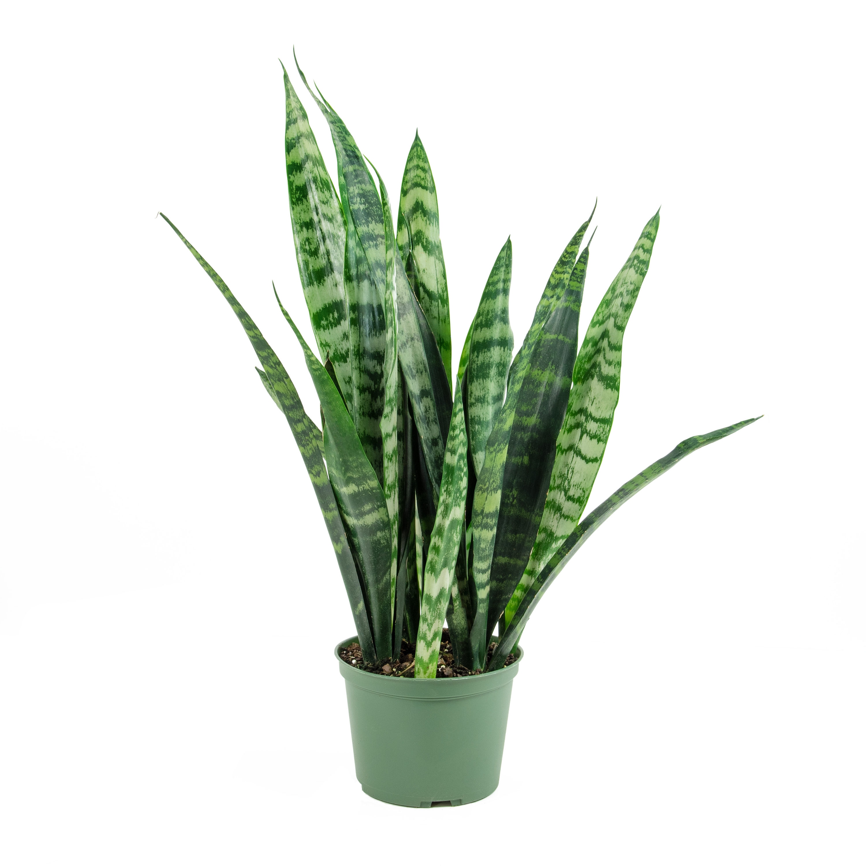 Sansevieria difficulty nouveauraw