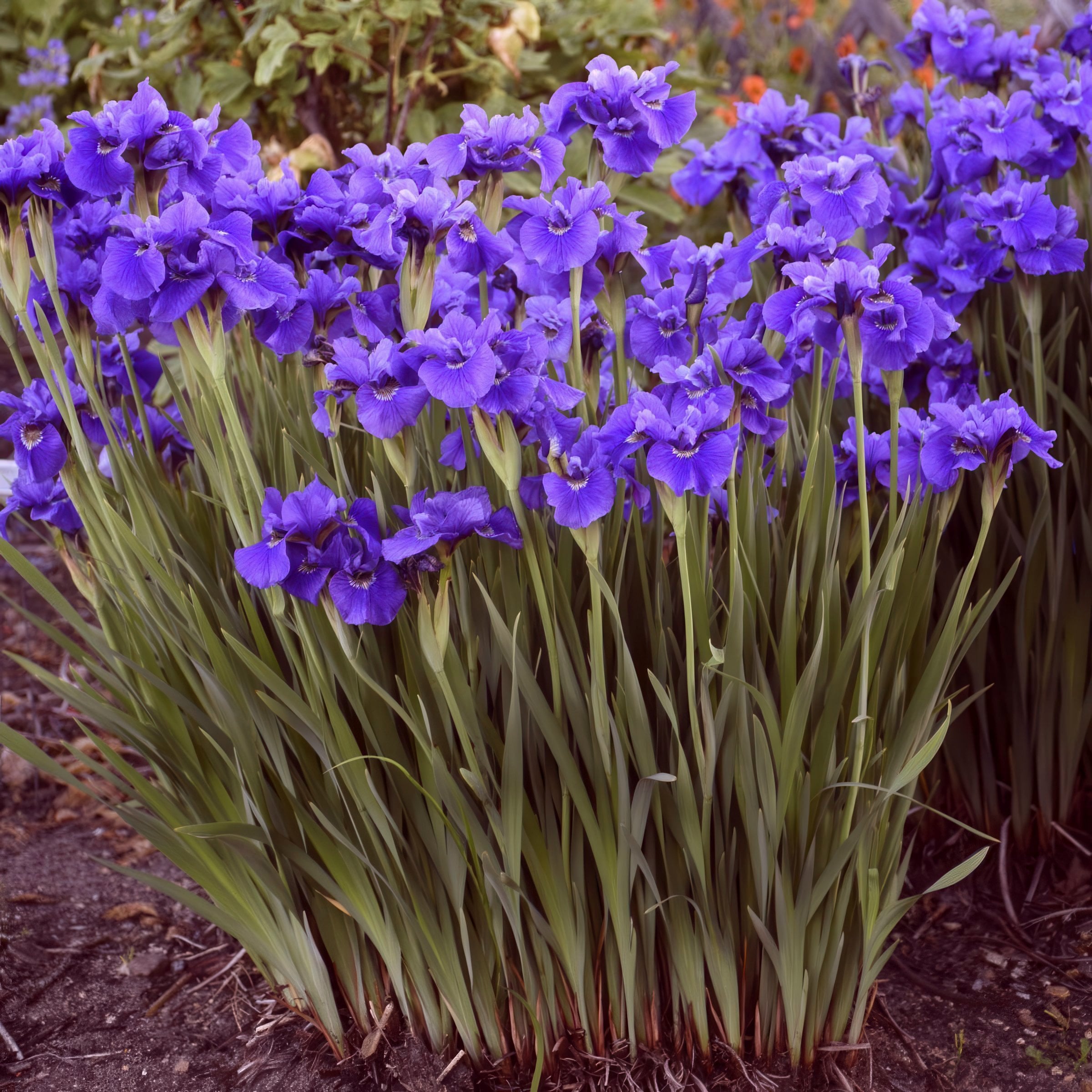 National Plant Network LW2152 perennials - View #3