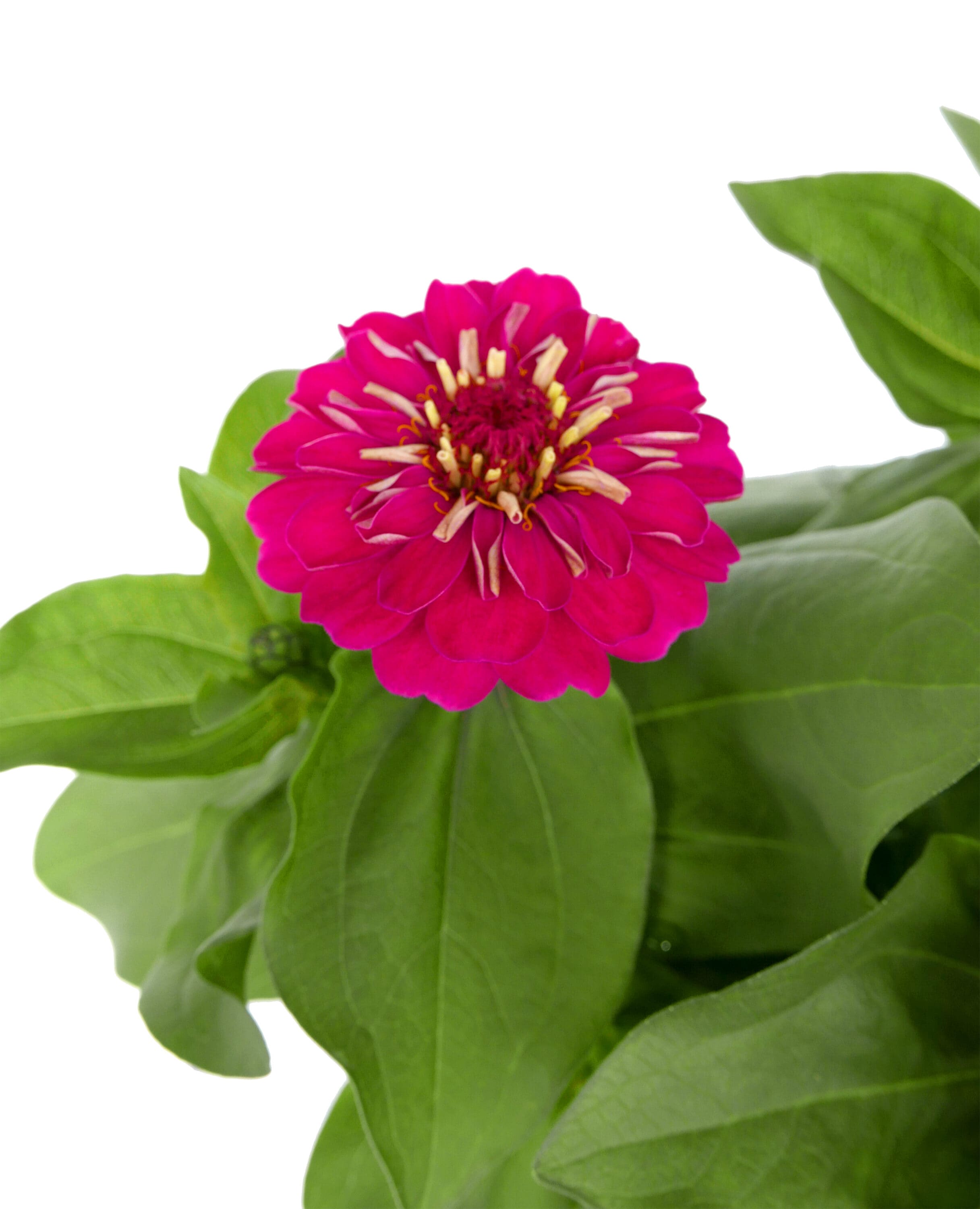  2238 annuals - View #2