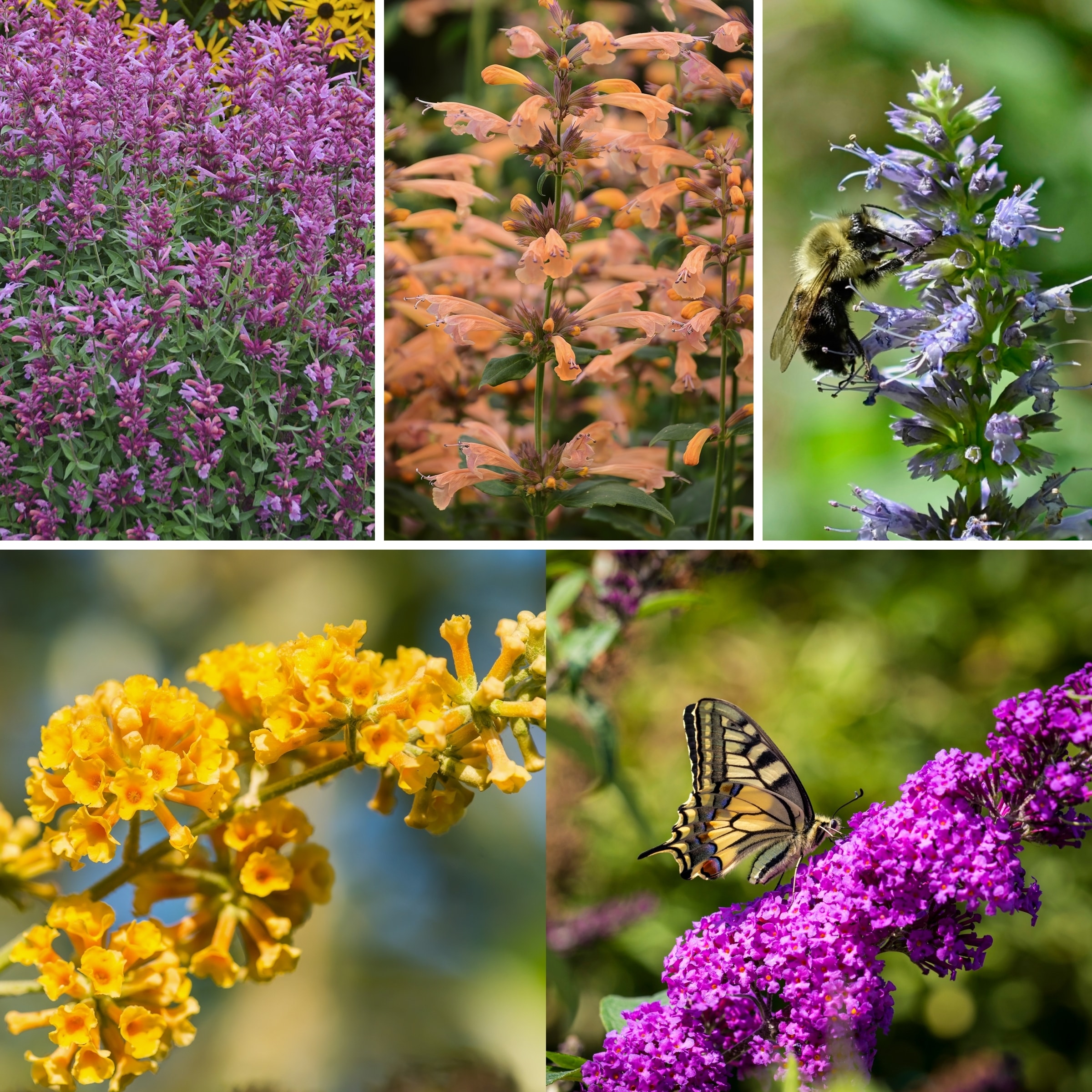 National Plant Network LW1778 Multicolor Hyssop, Butterfly Bush Plant in 5 -Pack Pot 5 -Pack