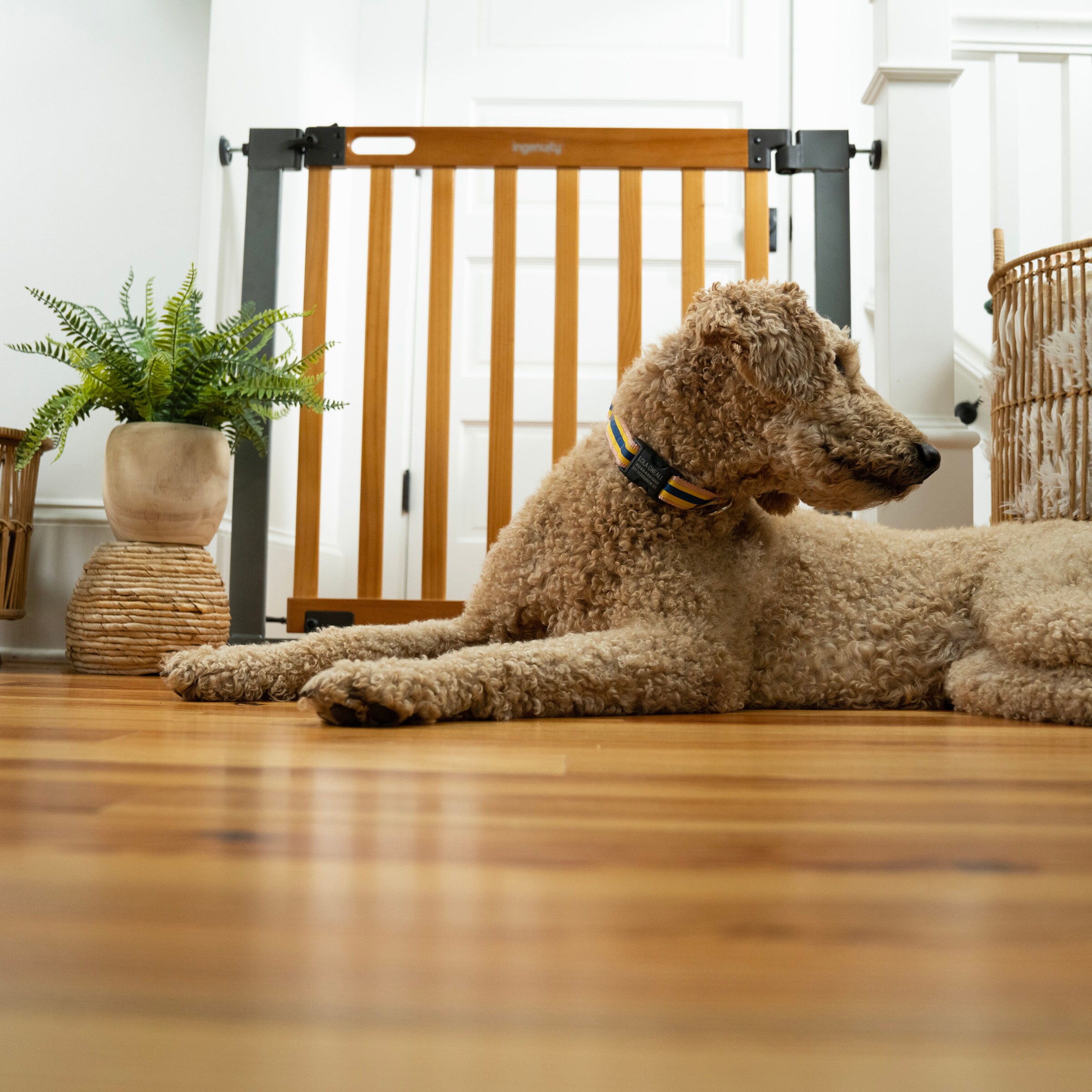 Ingenuity 27950 Child-Safety-Protection - View #11