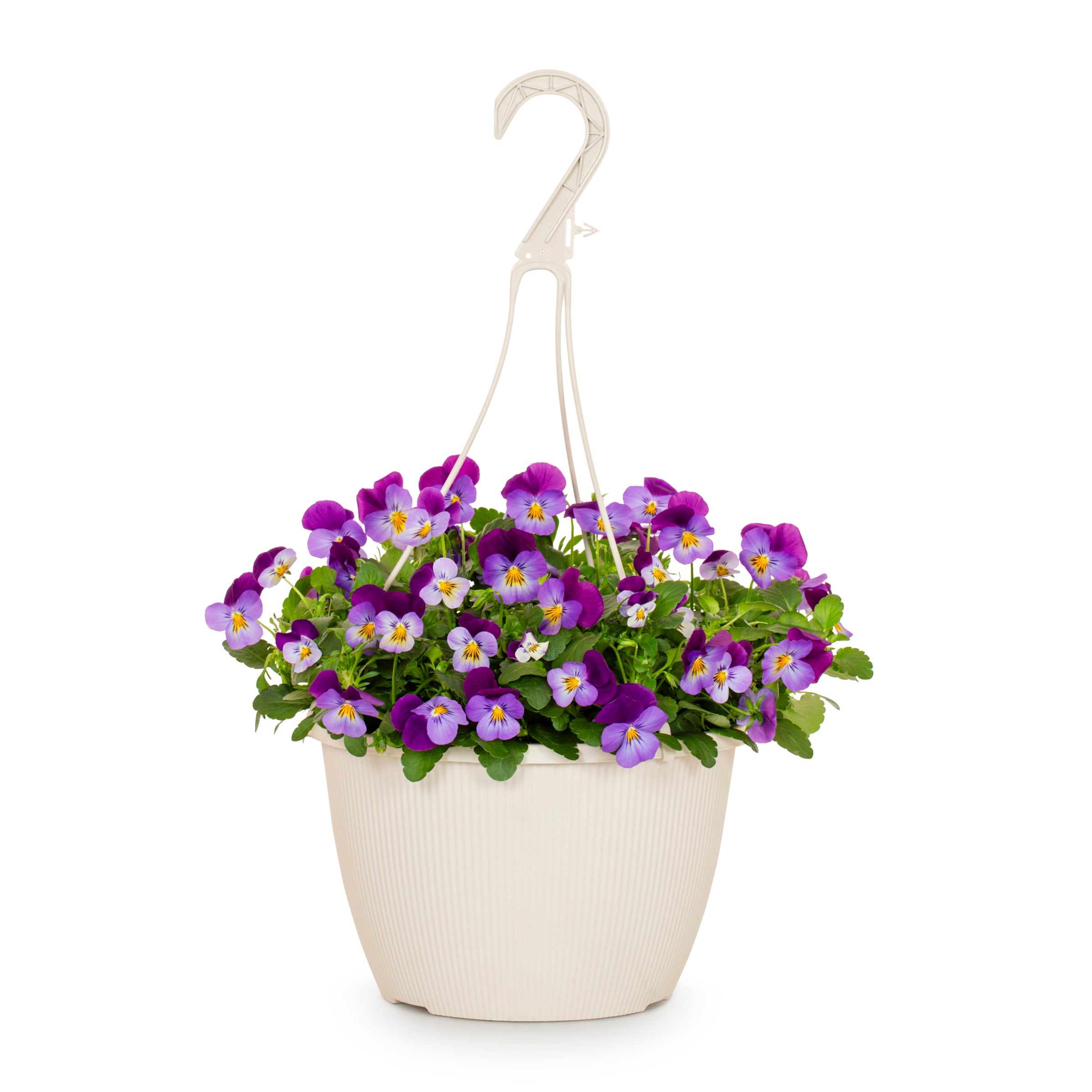 Lowe's NURSERY Multicolor Pansy in 1.5 Gallon(s) Hanging basket 1 -Pack