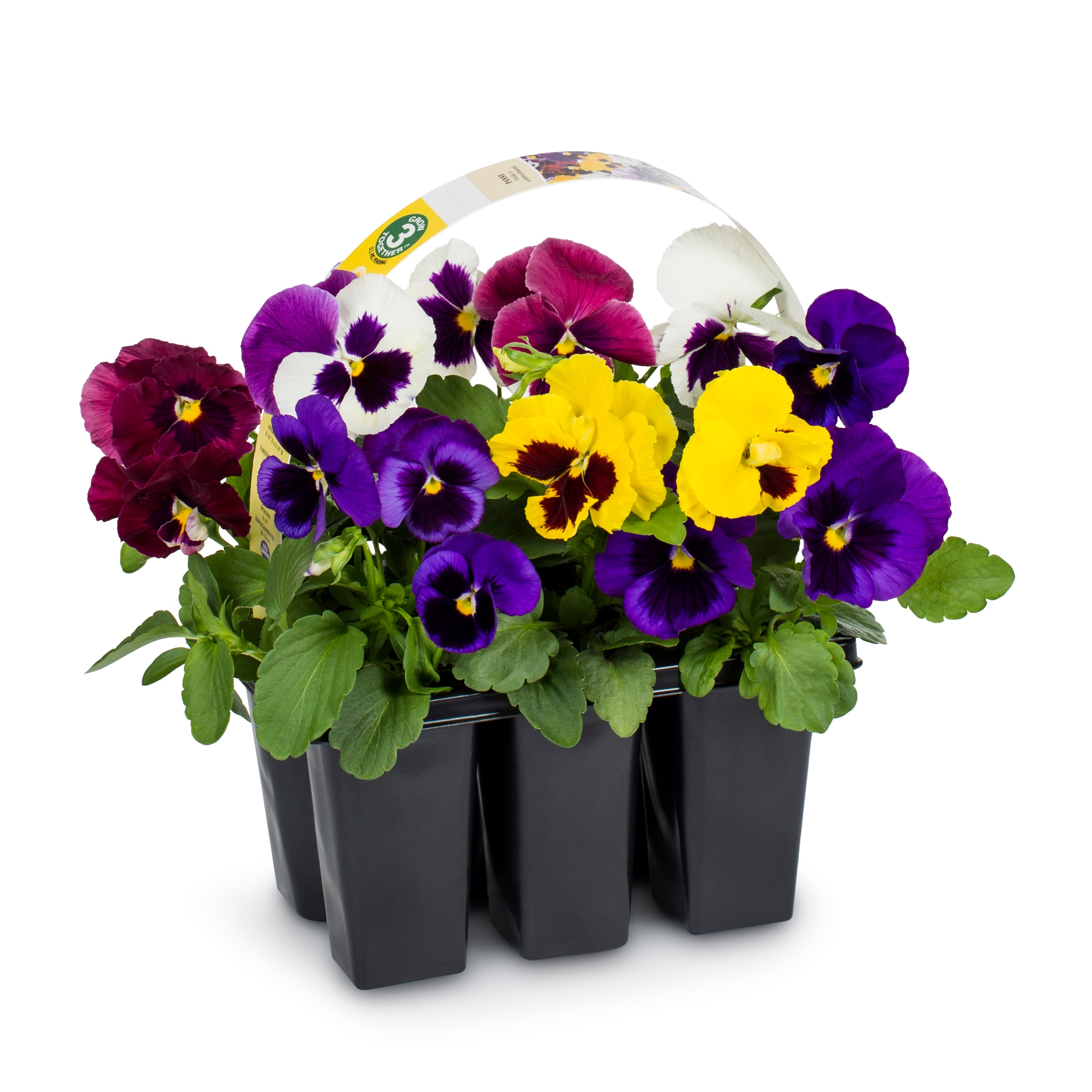 Lowe's Multicolor Pansy in 2.5-Quart Pot in the Annuals department