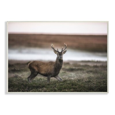 Wild Deer Animal Landscape Photo Wall Art at 