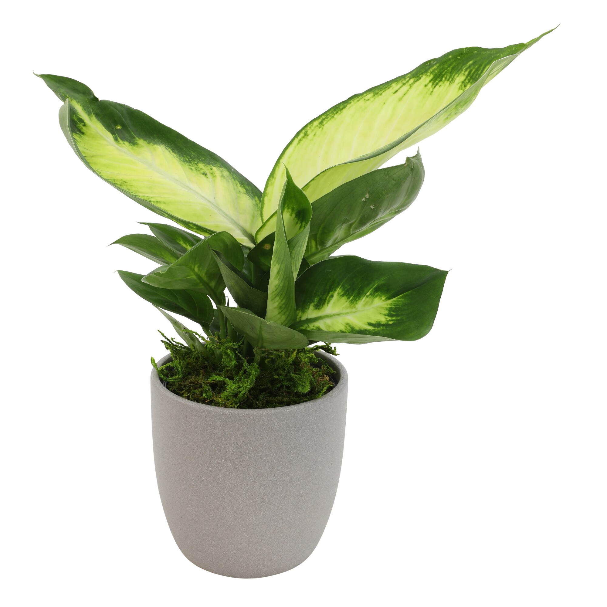 Altman Plants 0873081 Dumb Cane House plant in 4.25 Inch(es) Pot 1.0 -Pack