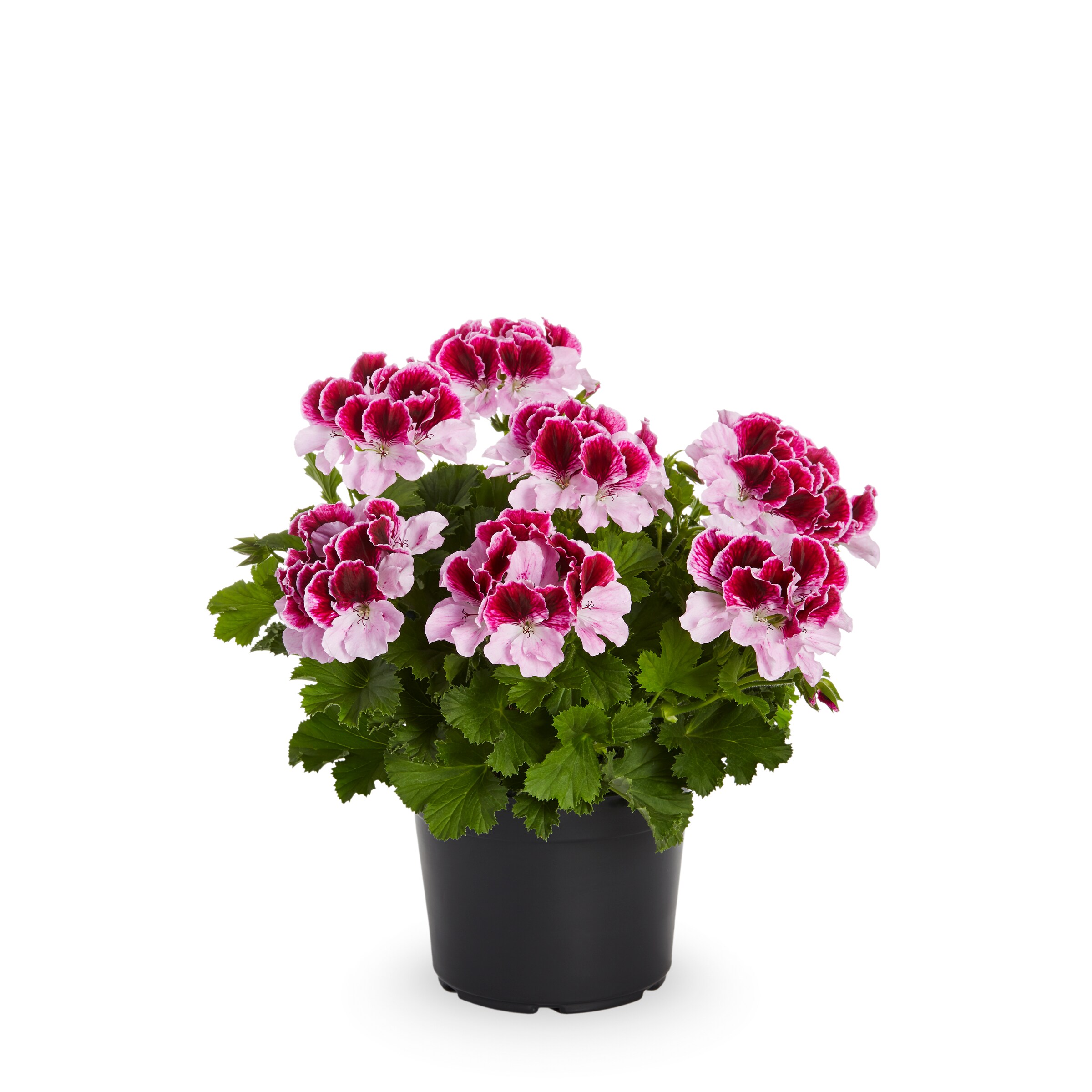 Lowe's Multicolor Regal Geranium in 2-Quart Pot in the Annuals ...