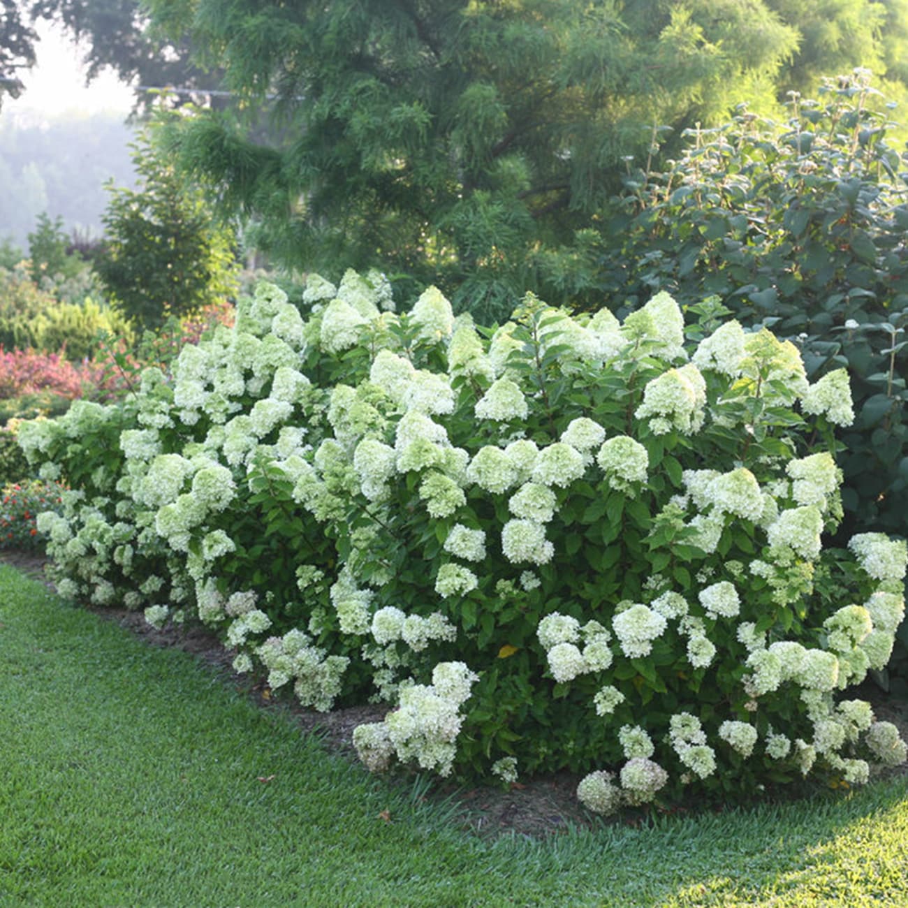 Perfect Plants LOLITTLELIME3G shrubs - View #4