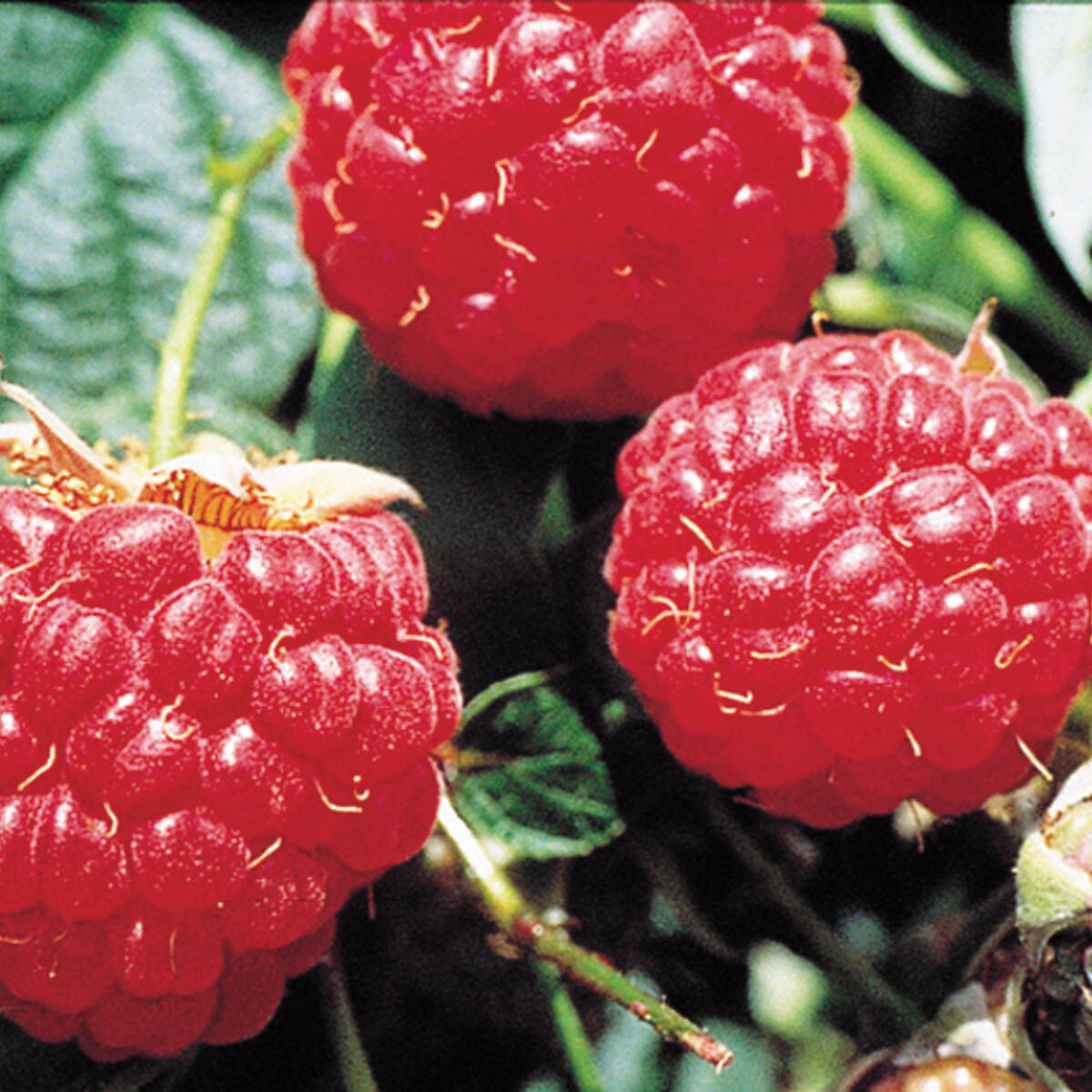 Spring Hill Nurseries 80892 Raspberry Plant Bare Root Blooms in Spring