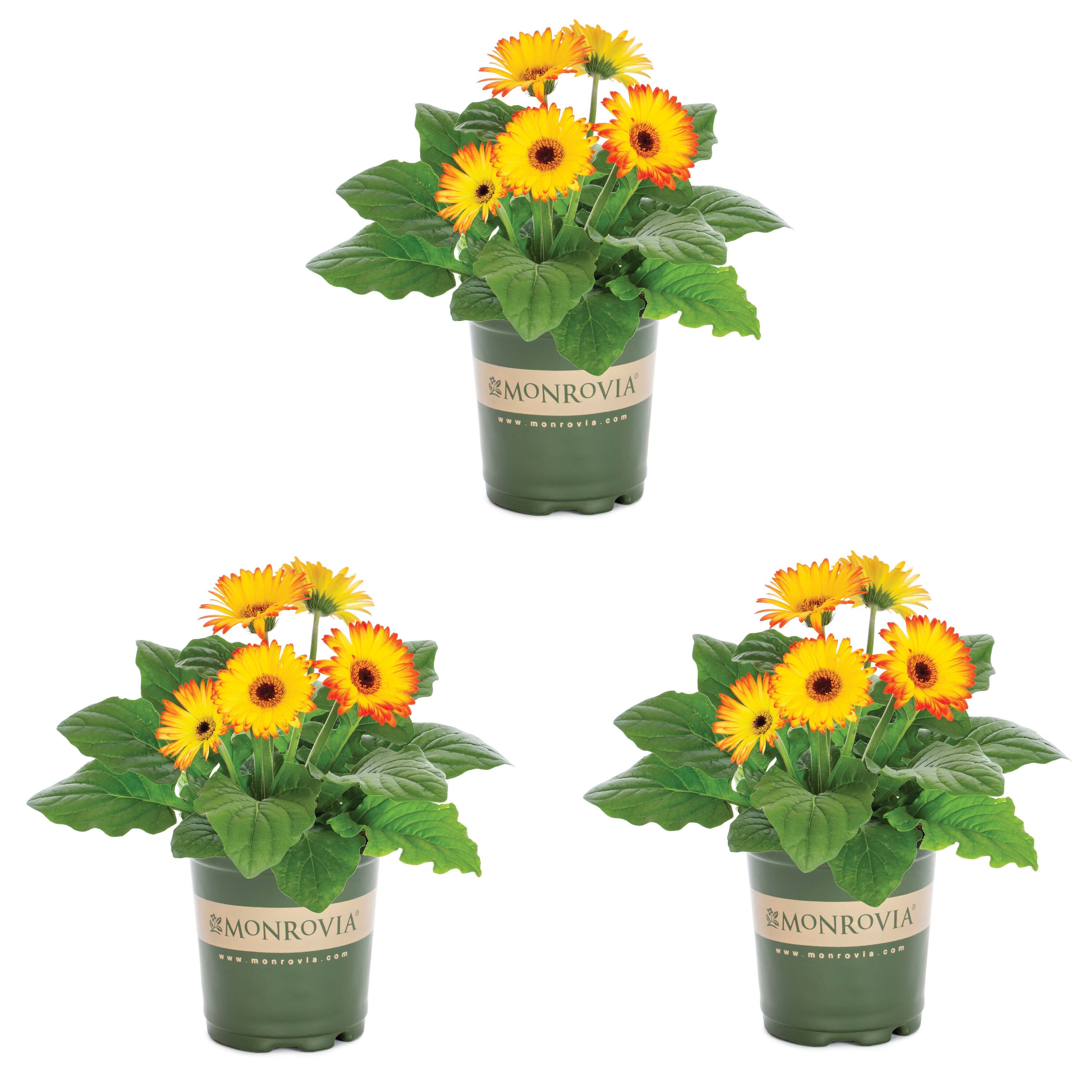 Monrovia 79161 Multicolor Gerbera daisy in 2 Quart(s) Pot 3 -Pack