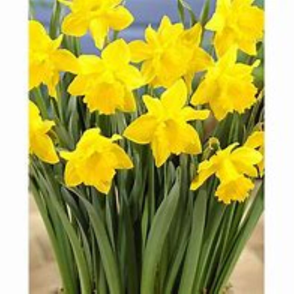 Lowe's NURSERY annuals - View #4