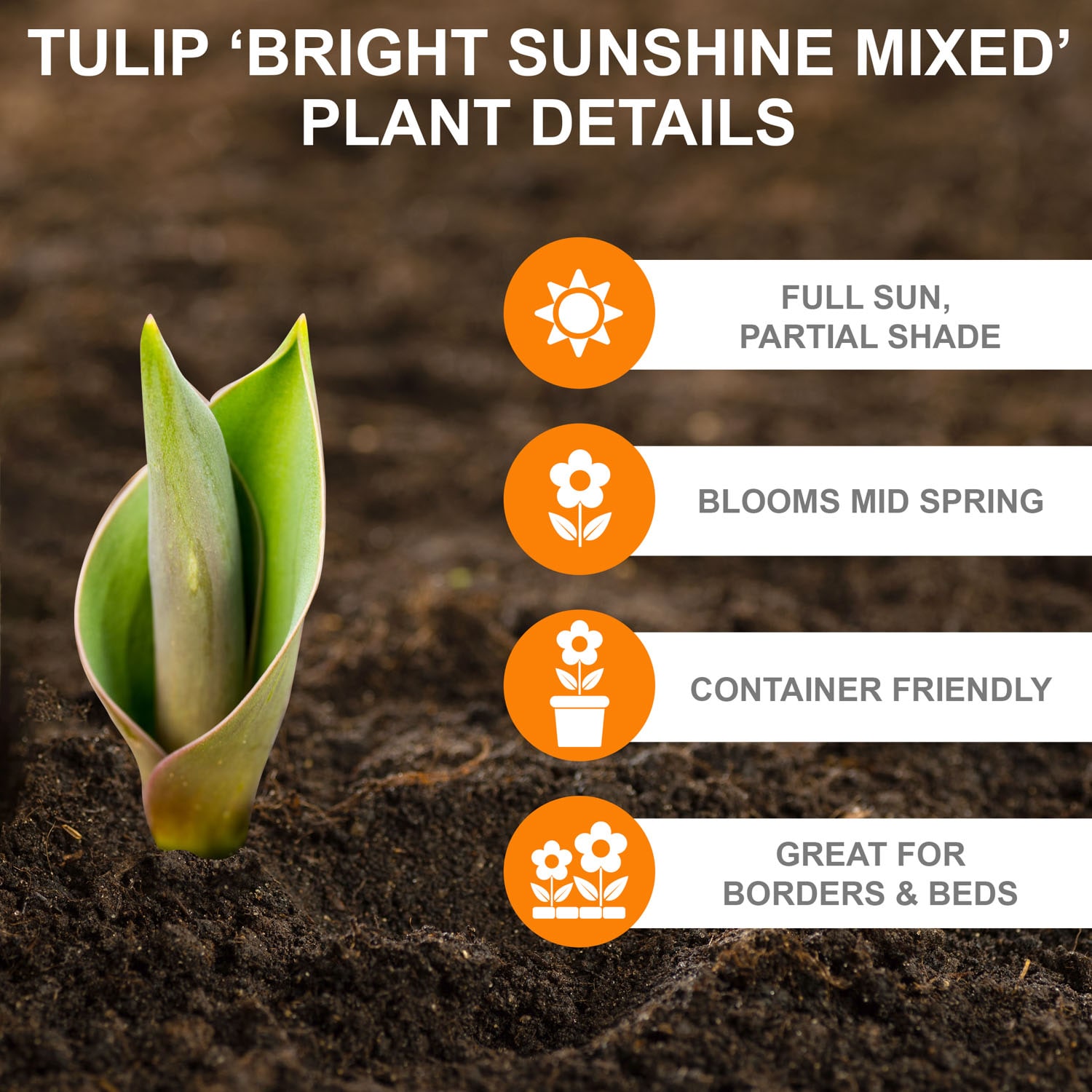 Garden State Bulb ECF-133-50-02 Plant-Bulbs - View #2