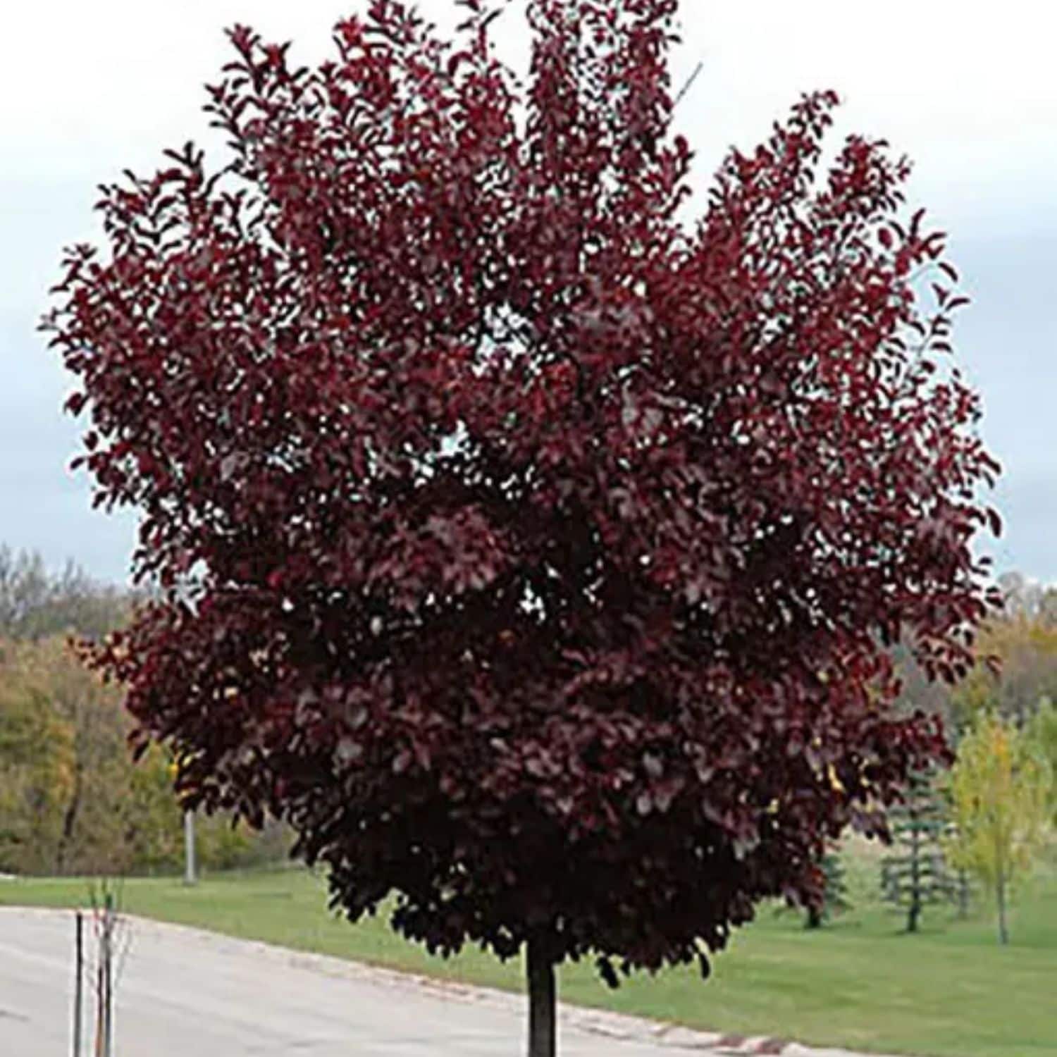 Southern Planters CHCCAN05G trees - View #4