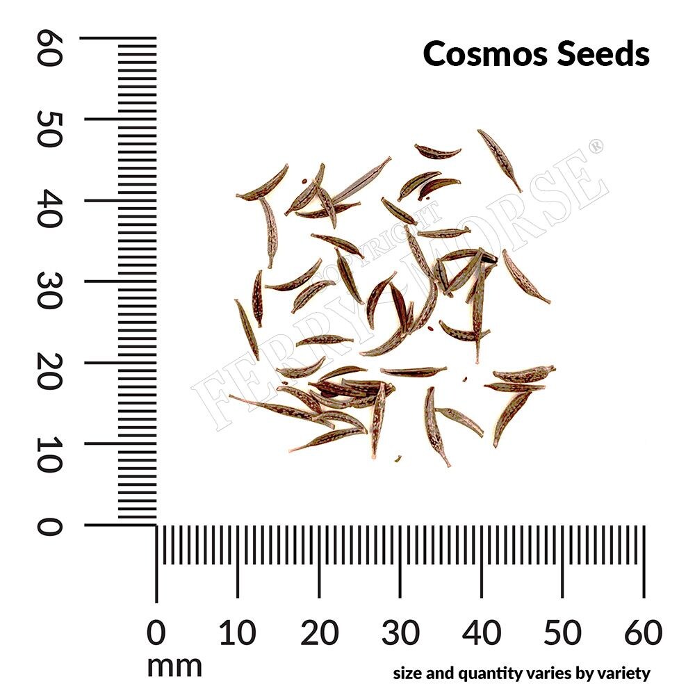 Ferry-Morse LC25.0940 seeds - View #4