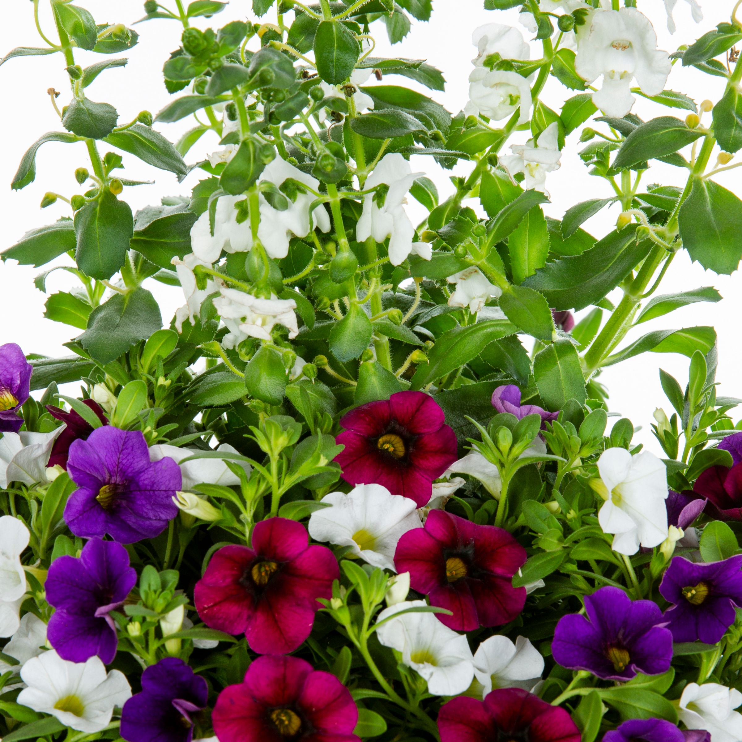 Lowe's NURSERY annuals - View #2