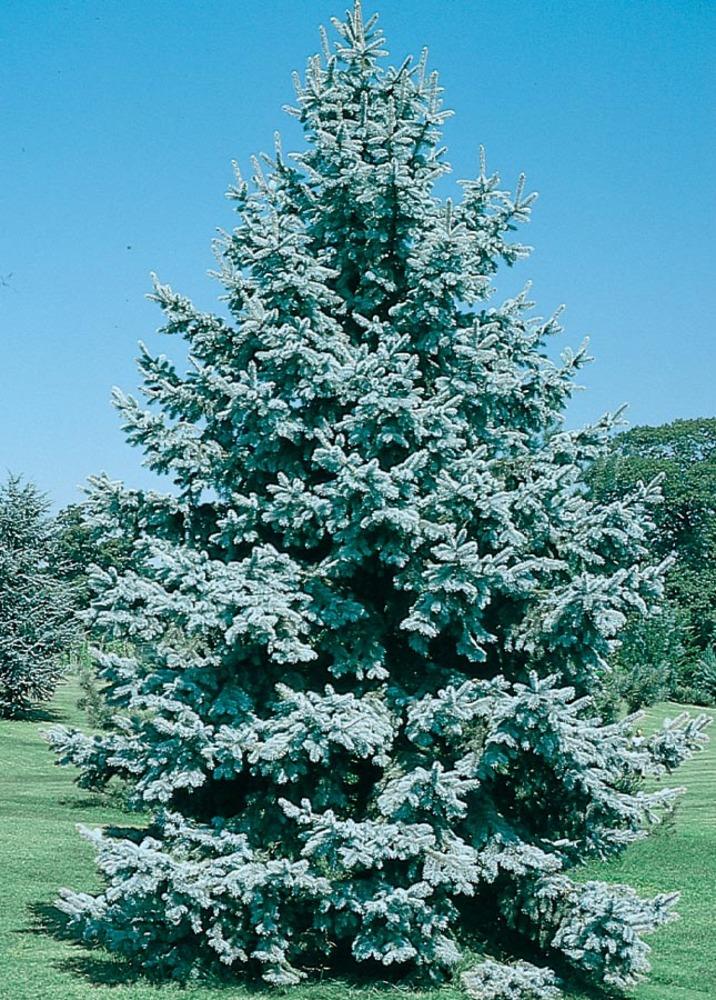 Lowe's Feature Colorado Blue Spruce In Pot (With Soil) in the Trees ...