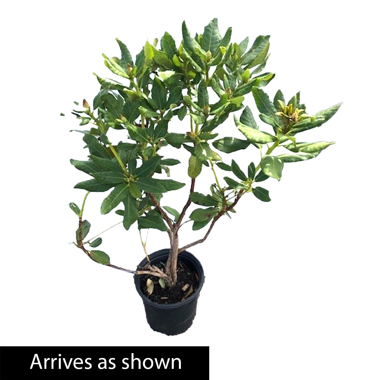 Spring Hill Nurseries 88738 shrubs - View #4