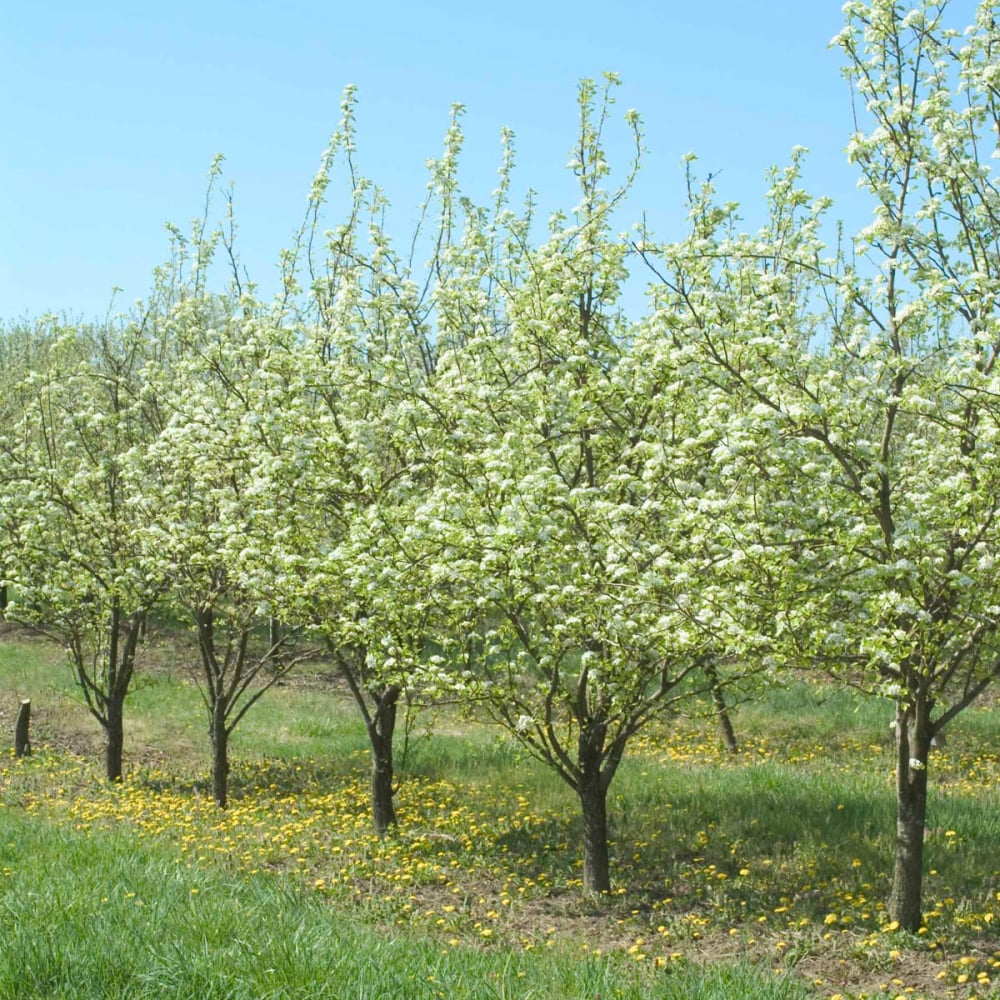 Gardens Alive! 69074 trees - View #2