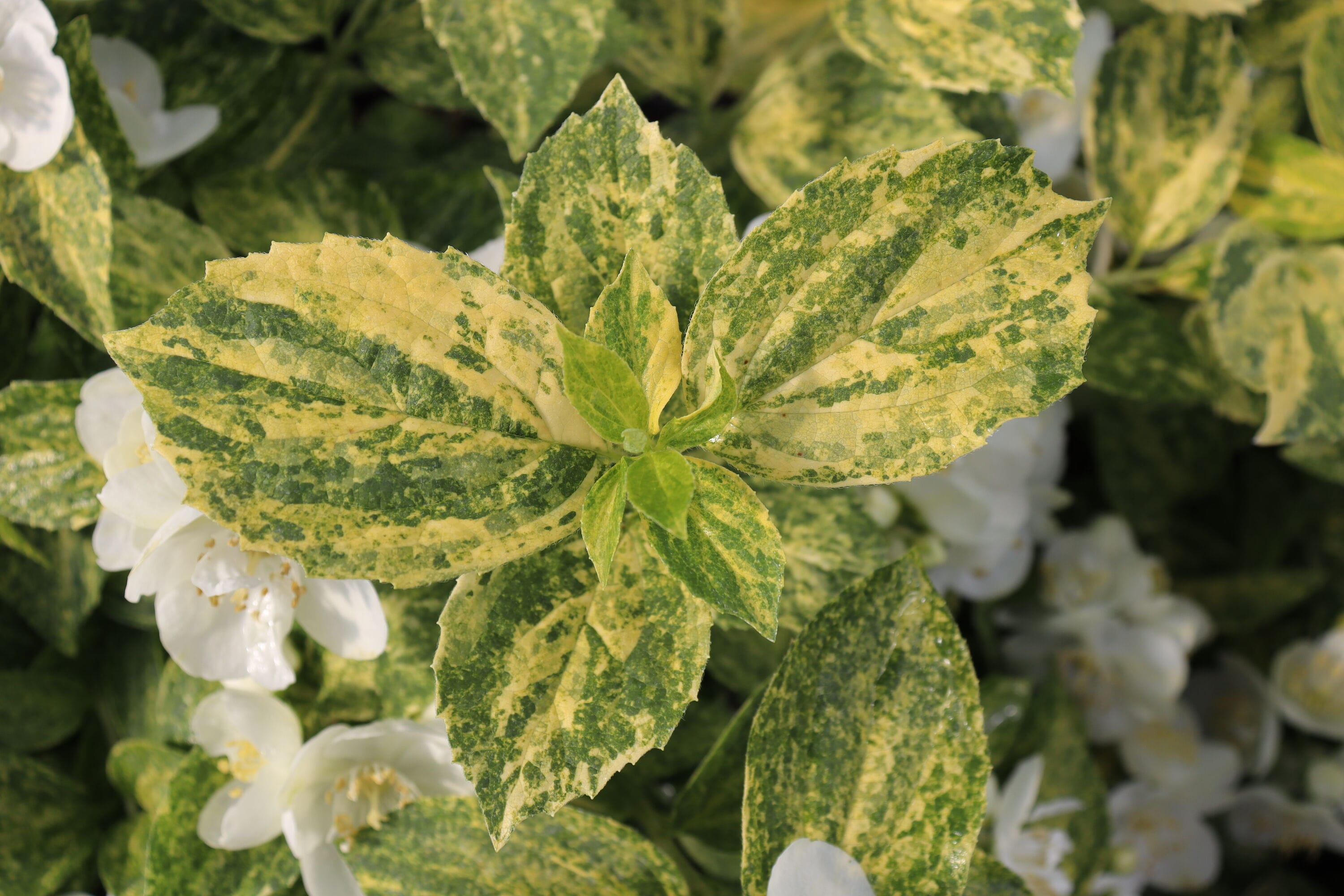 Proven Winners PHIPRC0017800 shrubs - View #5