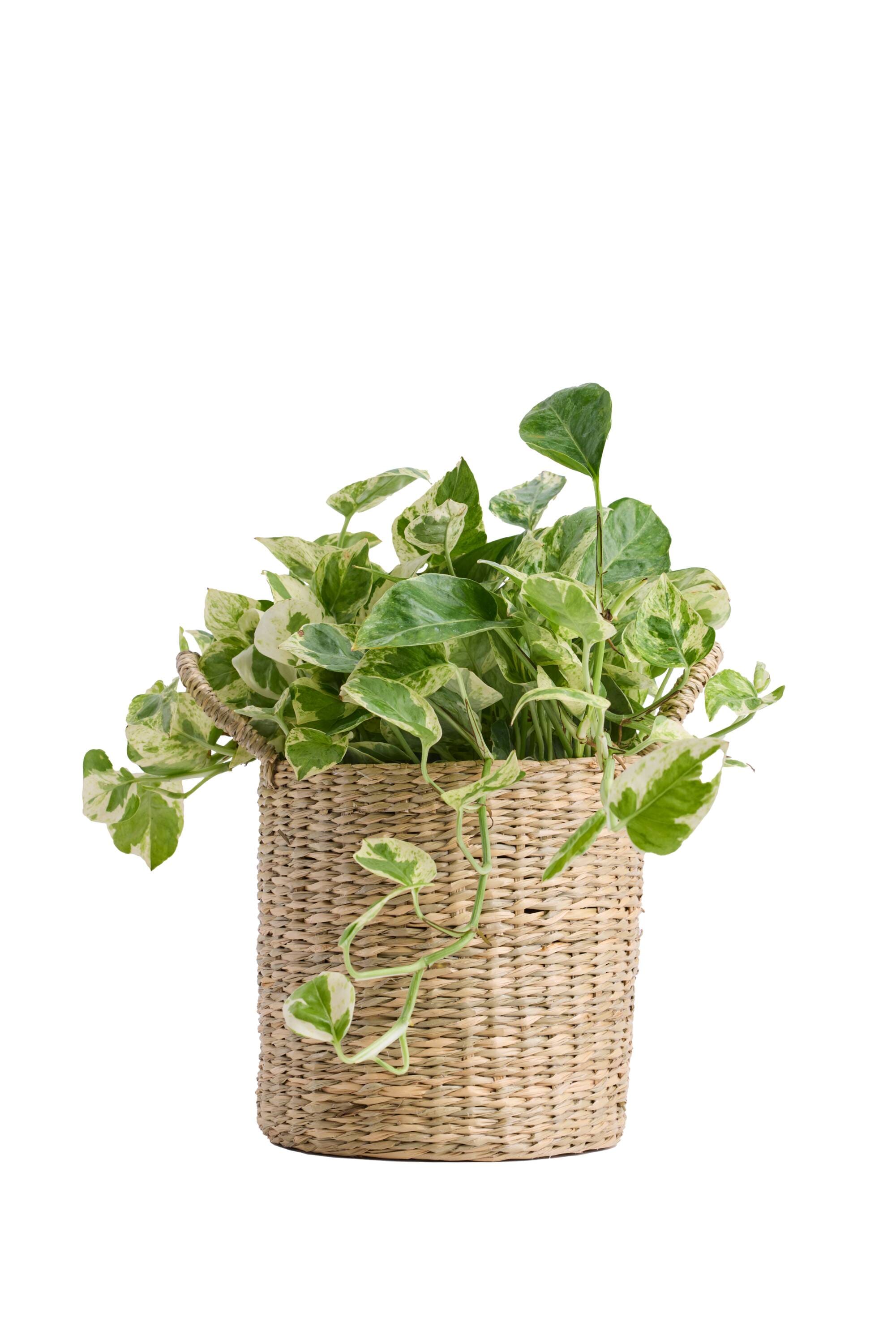 LiveTrends ASB08170 Rural Craft House plant in 6 Inch(es) Pot 1 -Pack