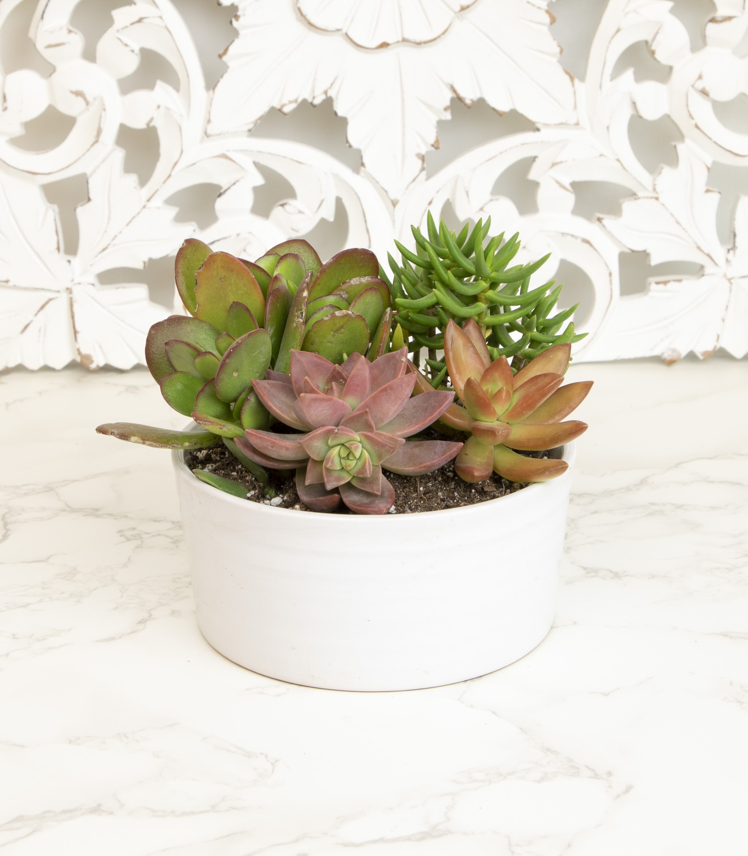Altman Plants 0872538 Cacti-Succulents - View #3