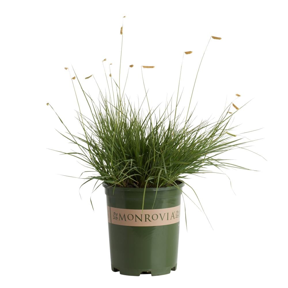 Shilling Rimpelingen Pa Monrovia Blonde Ambition Blue Grama Grass in 2.6-Quart Pot in the  Perennials department at Lowes.com