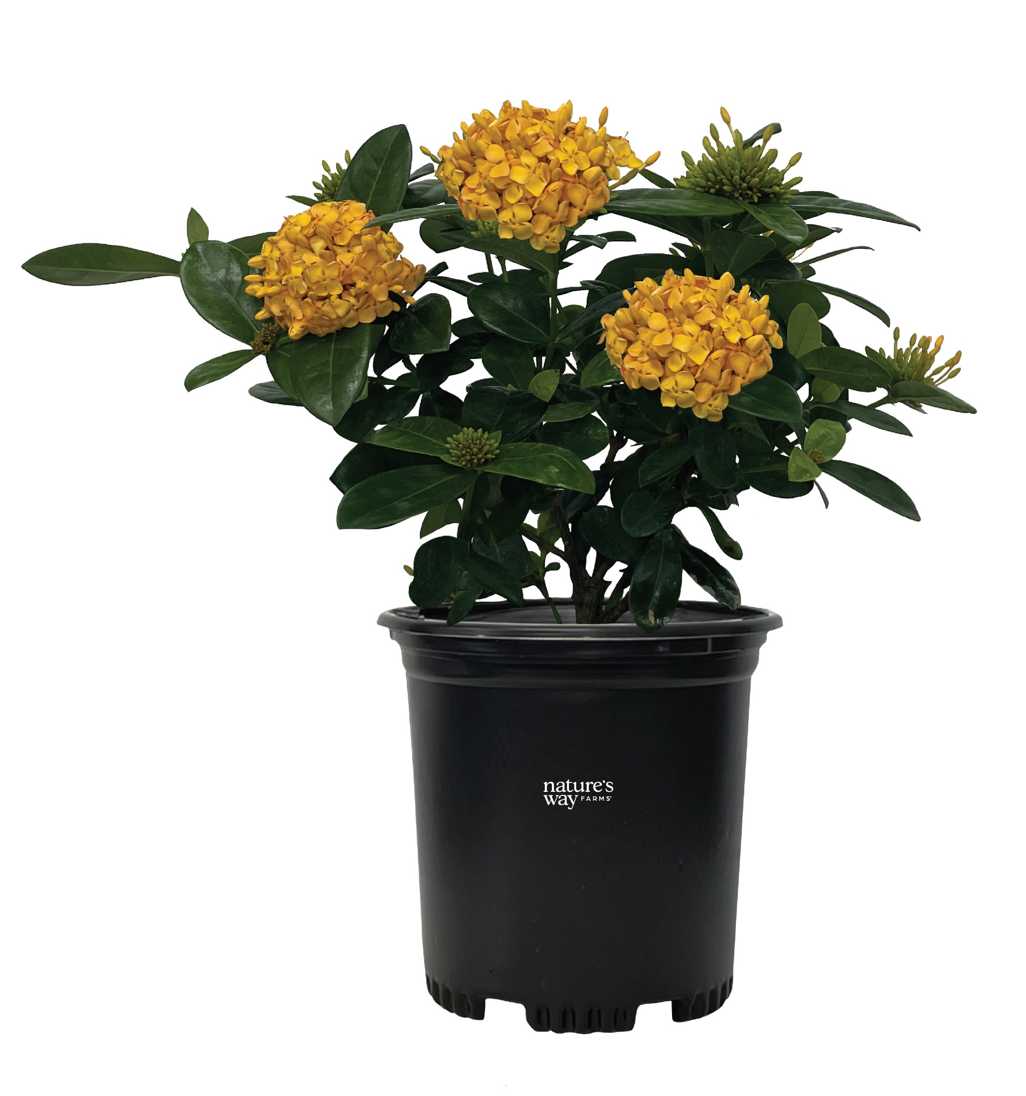  1925 Yellow Ixora Plant in 6 -in Pot 1 -Pack