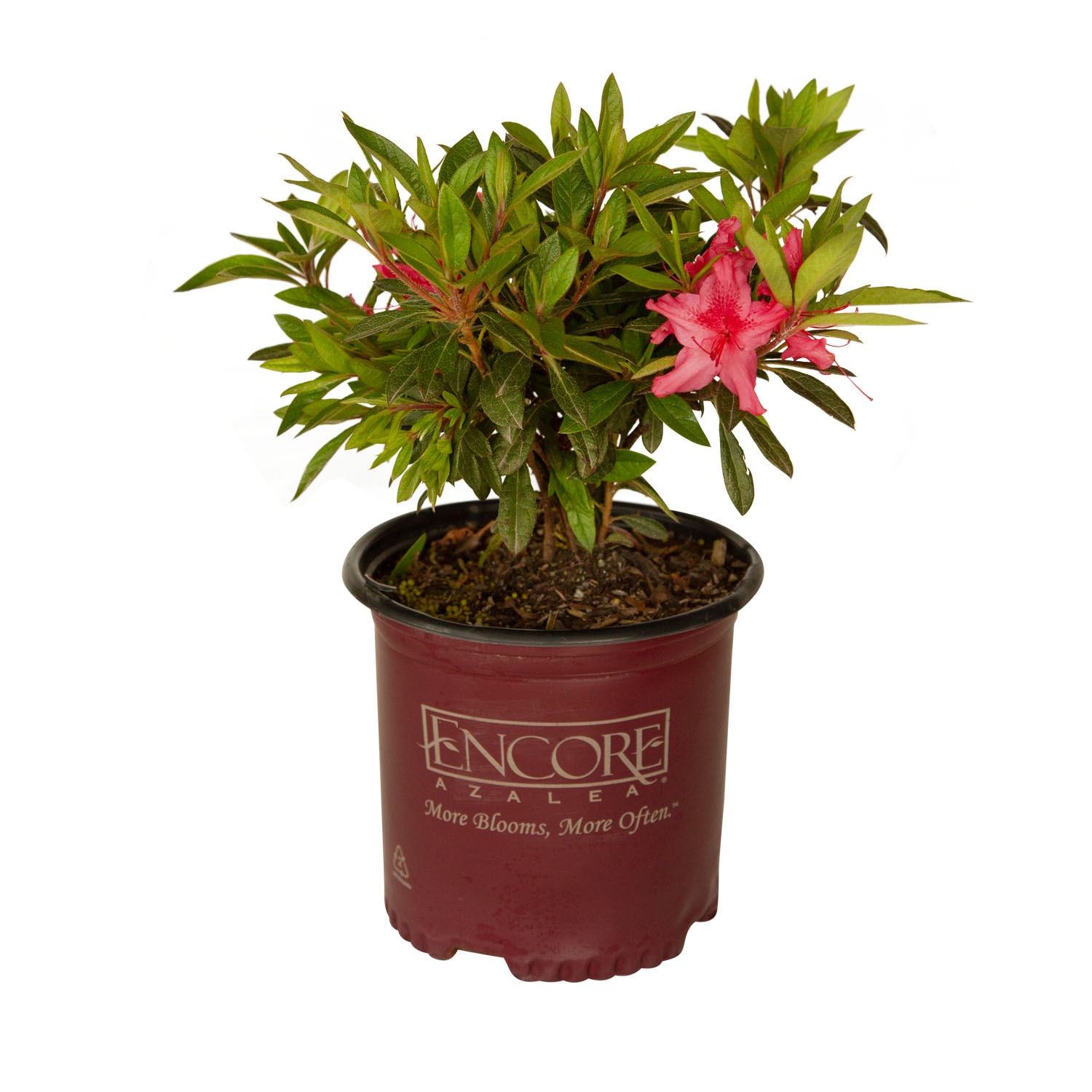 Encore Azalea 80421-1 shrubs - View #2