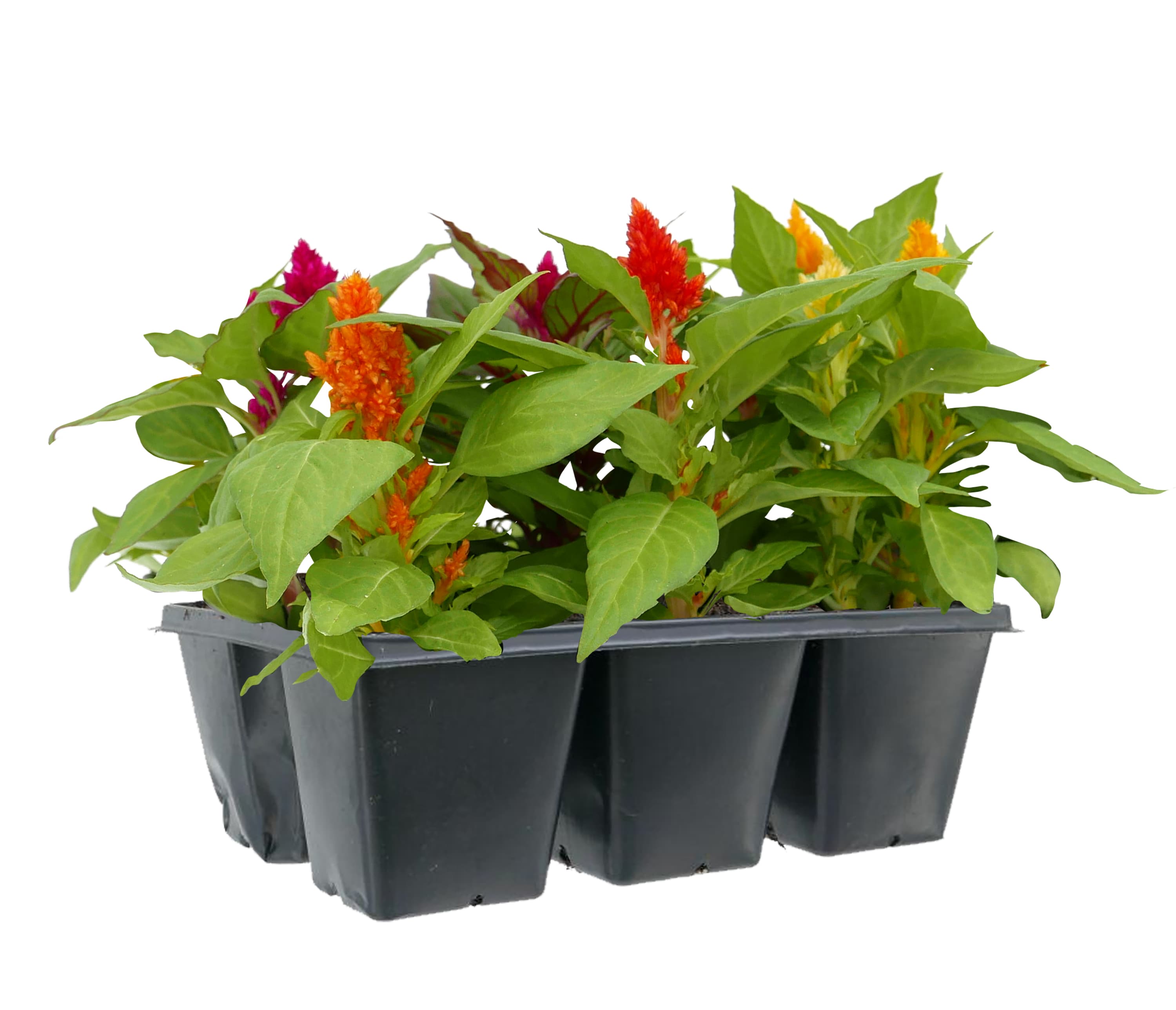 2 -Pack Assorted colors Celosia Mix 6 -Pack - Low Maintenance