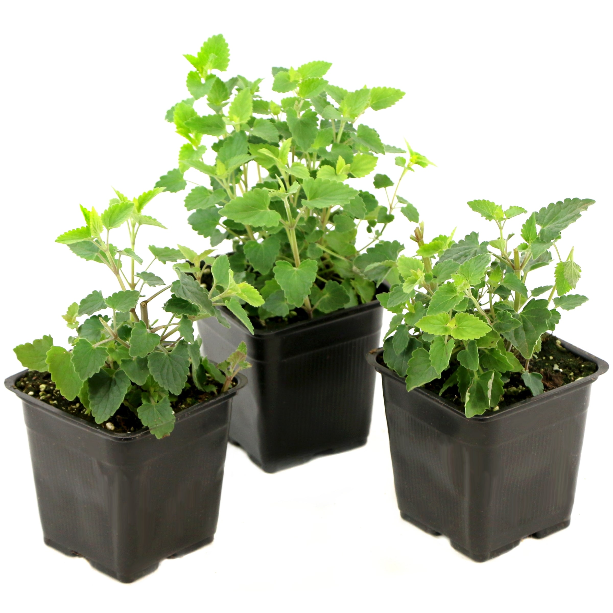 National Plant Network LW1515 Pink Guava Lava Hummingbird Mint Plant in 3.25 -in Pot 3 -Pack