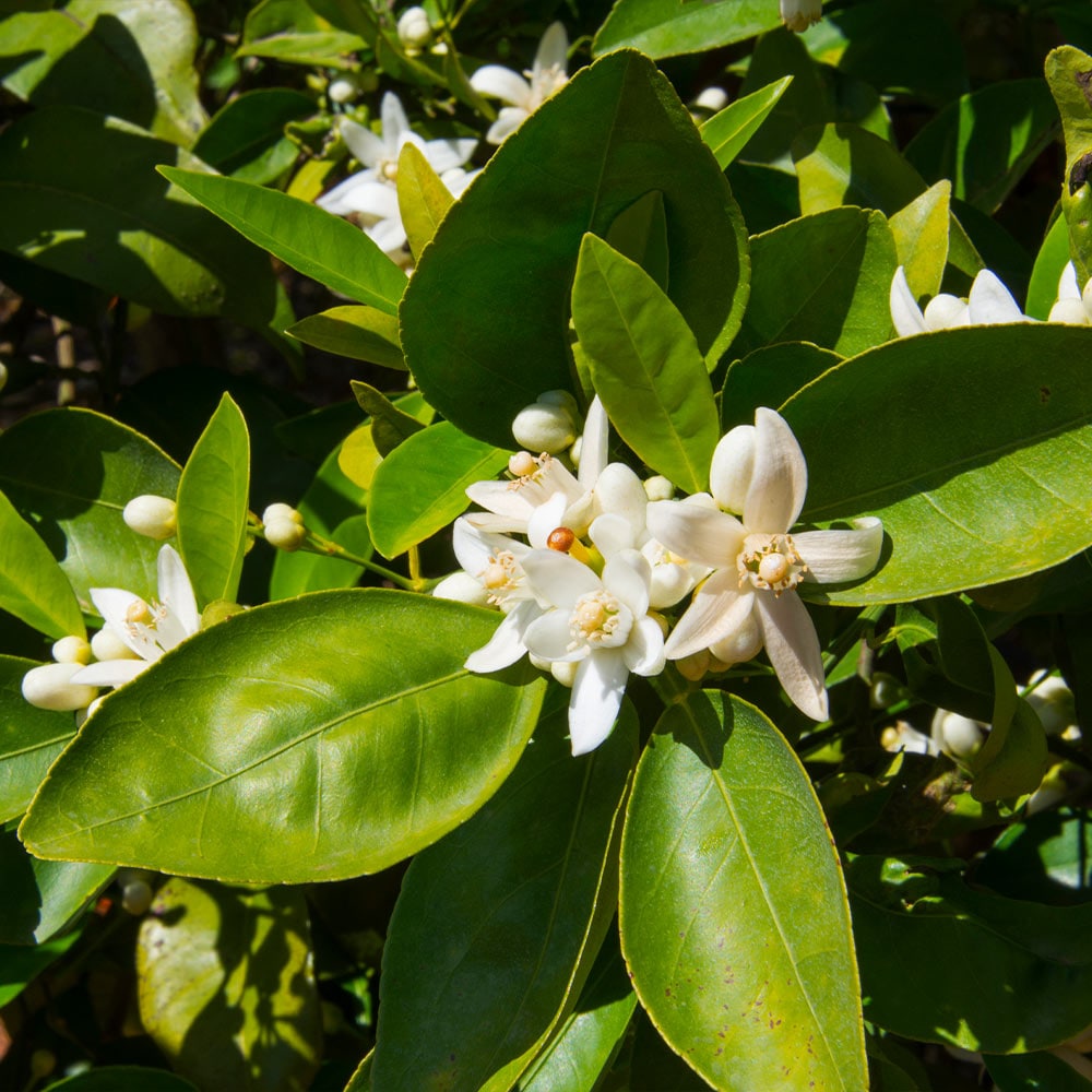 Brighter Blooms 12549 Fruit-Plants - View #3