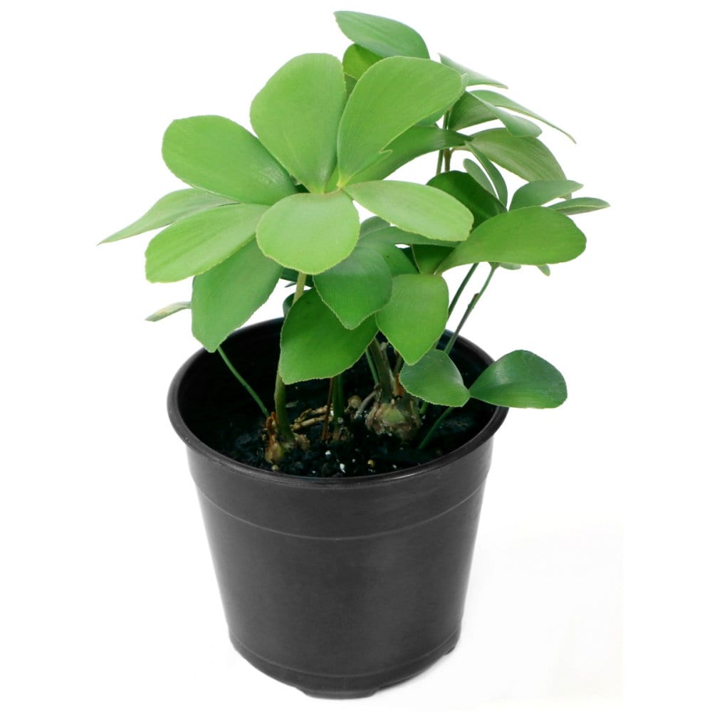 National Plant Network LW7219 Cardboard Palm House plant in 2.5 Quart(s) Pot 1.0 -Pack