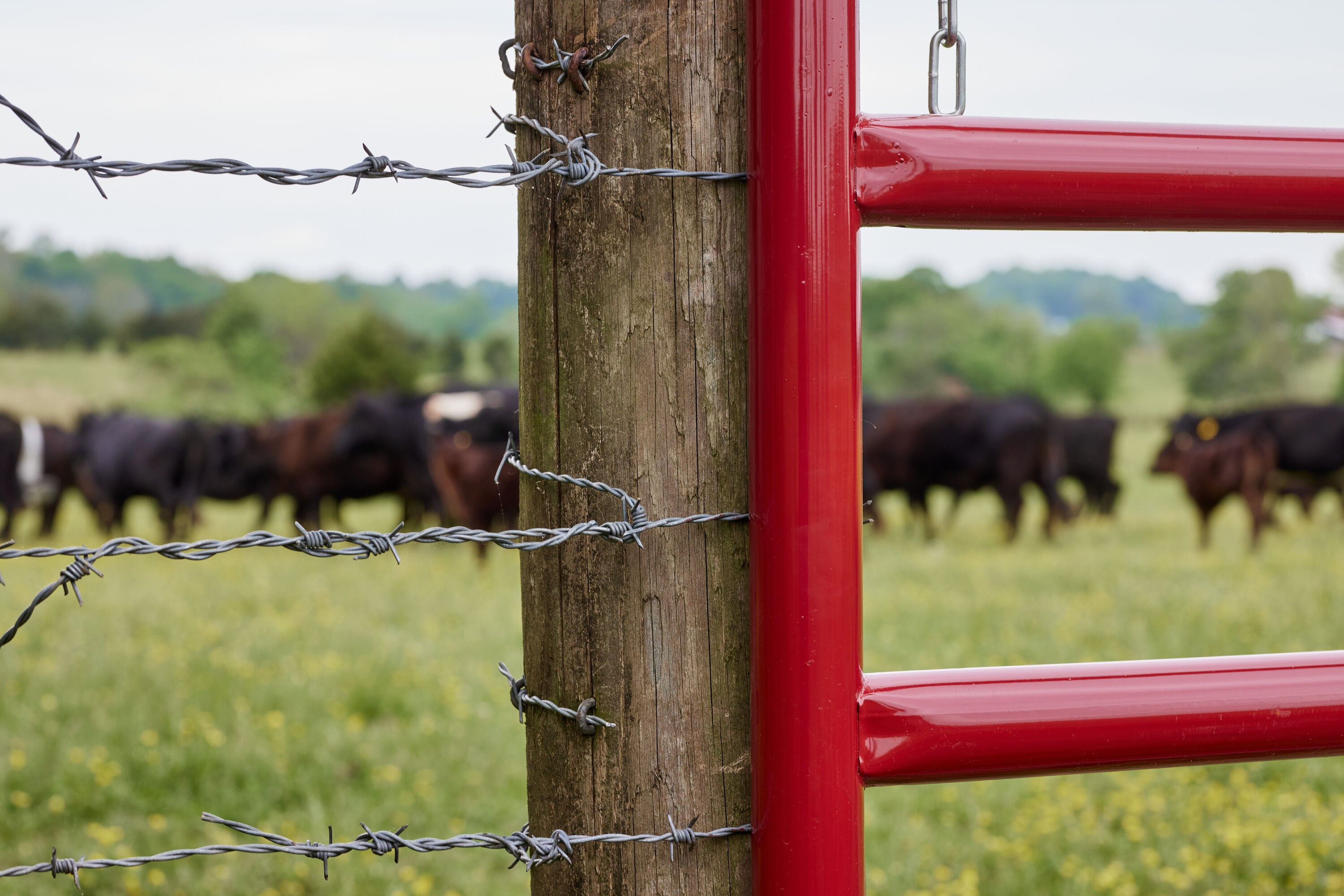 Big Barb Wire! USA Steel. Gates, Fencing, Railing, Ranch, Home