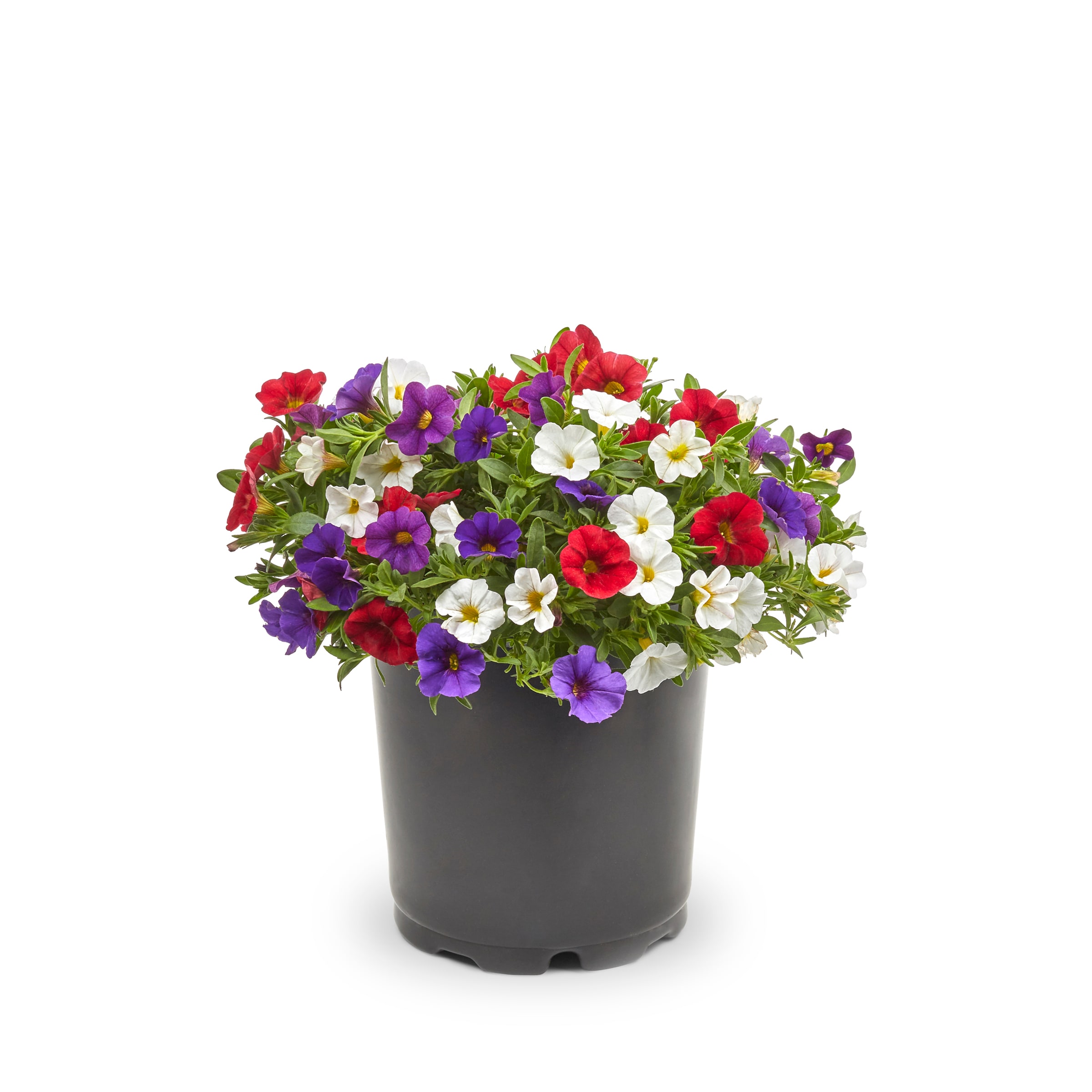 Lowe's 955989 Multicolor Calibrachoa in 2.5-Quart Pot