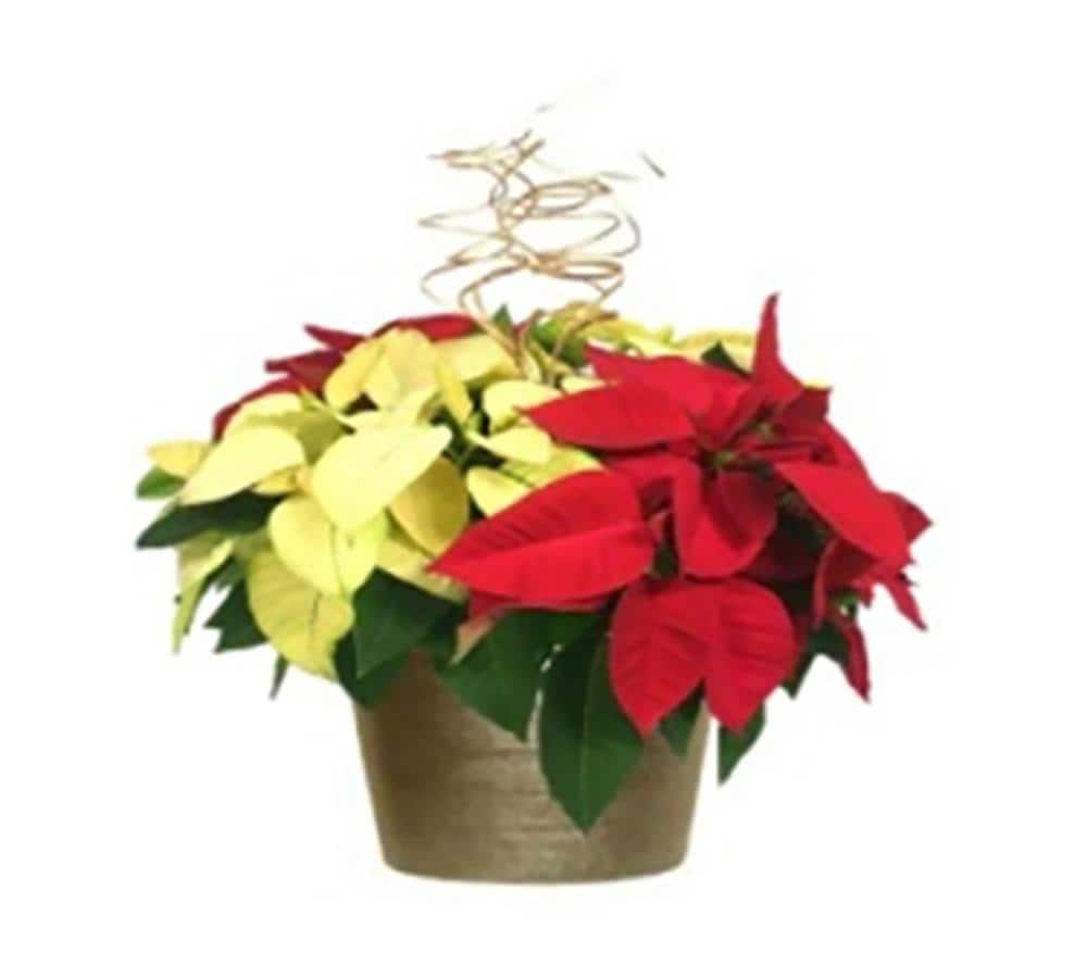  1-8508 Multicolor Poinsettia in 1.5 Gallon(s) Pot 1 -Pack