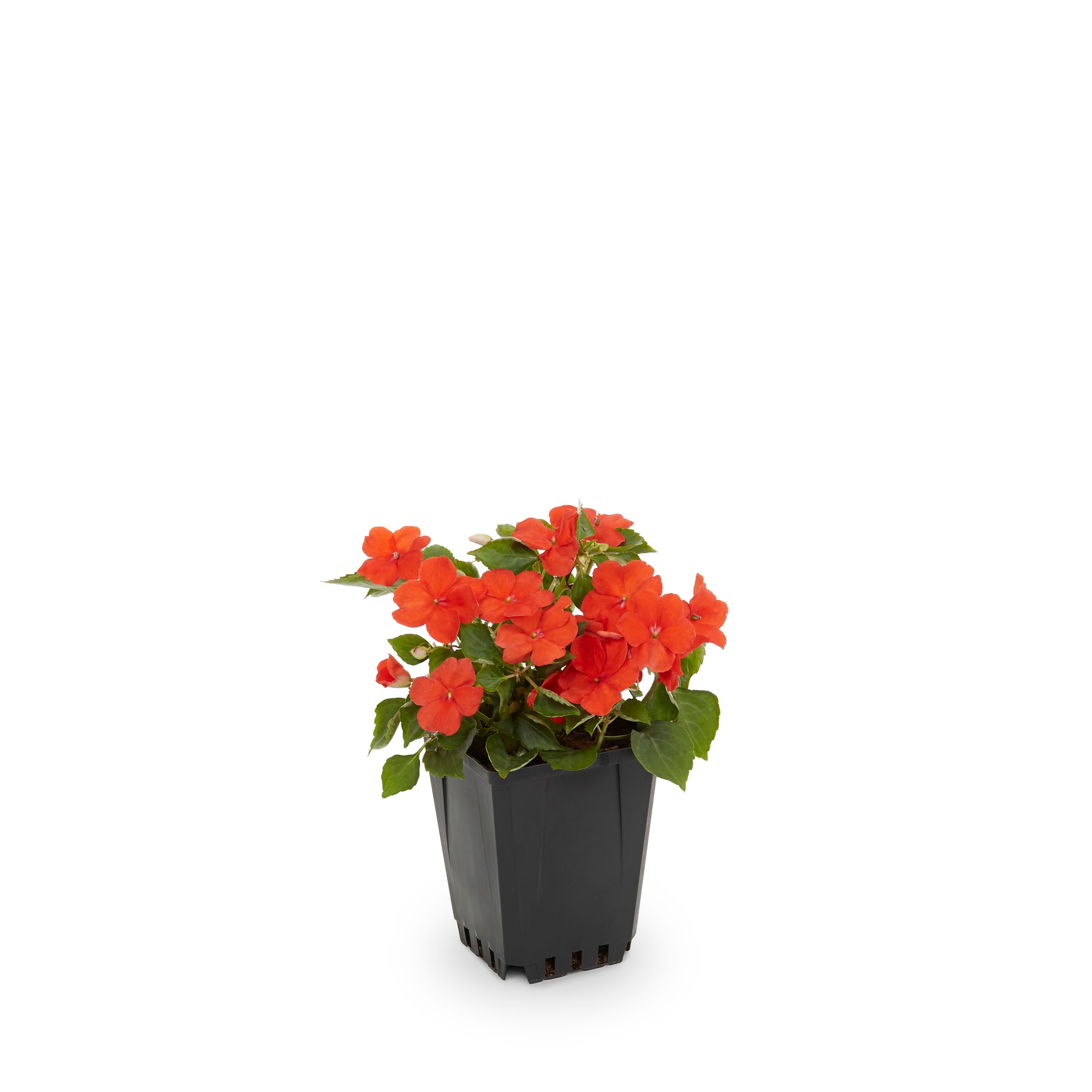 Lowe's Multicolor Impatiens in 1-Pint Pot in the Annuals department at ...